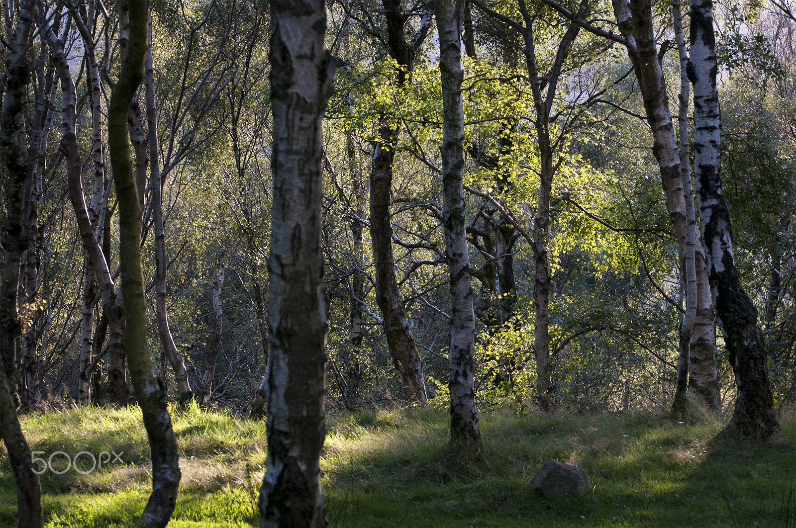 Sigma 105mm F2.8 EX DG OS HSM sample photo. Sun glow photography
