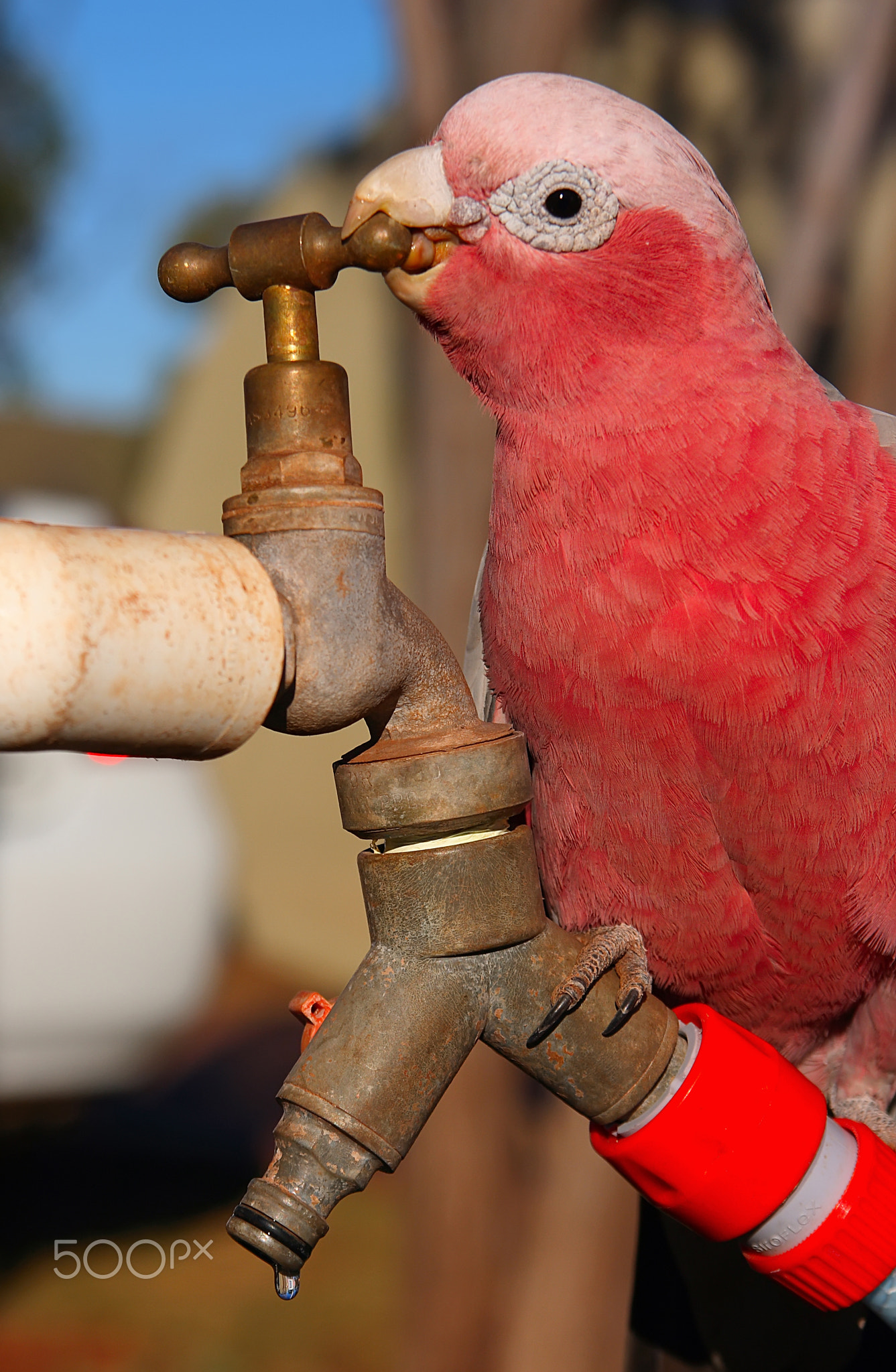 Intelligent parrot opens faucet (Australia)