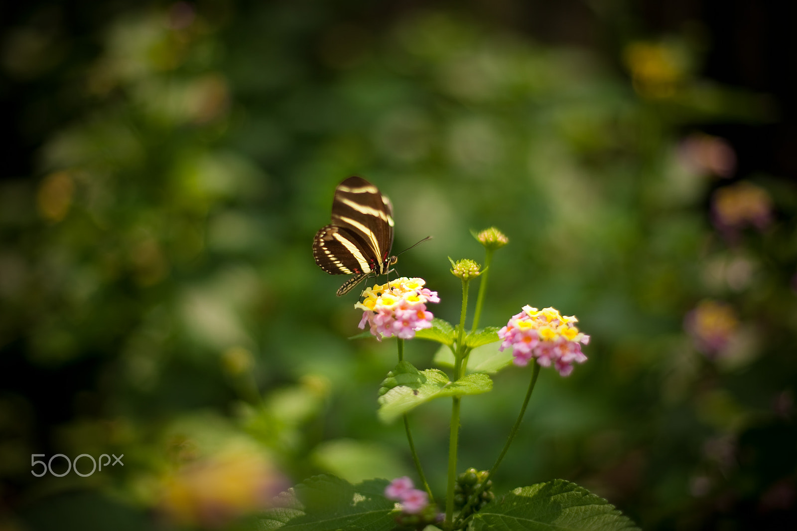 Canon EOS-1Ds + Canon EF 50mm F1.4 USM sample photo. S photography