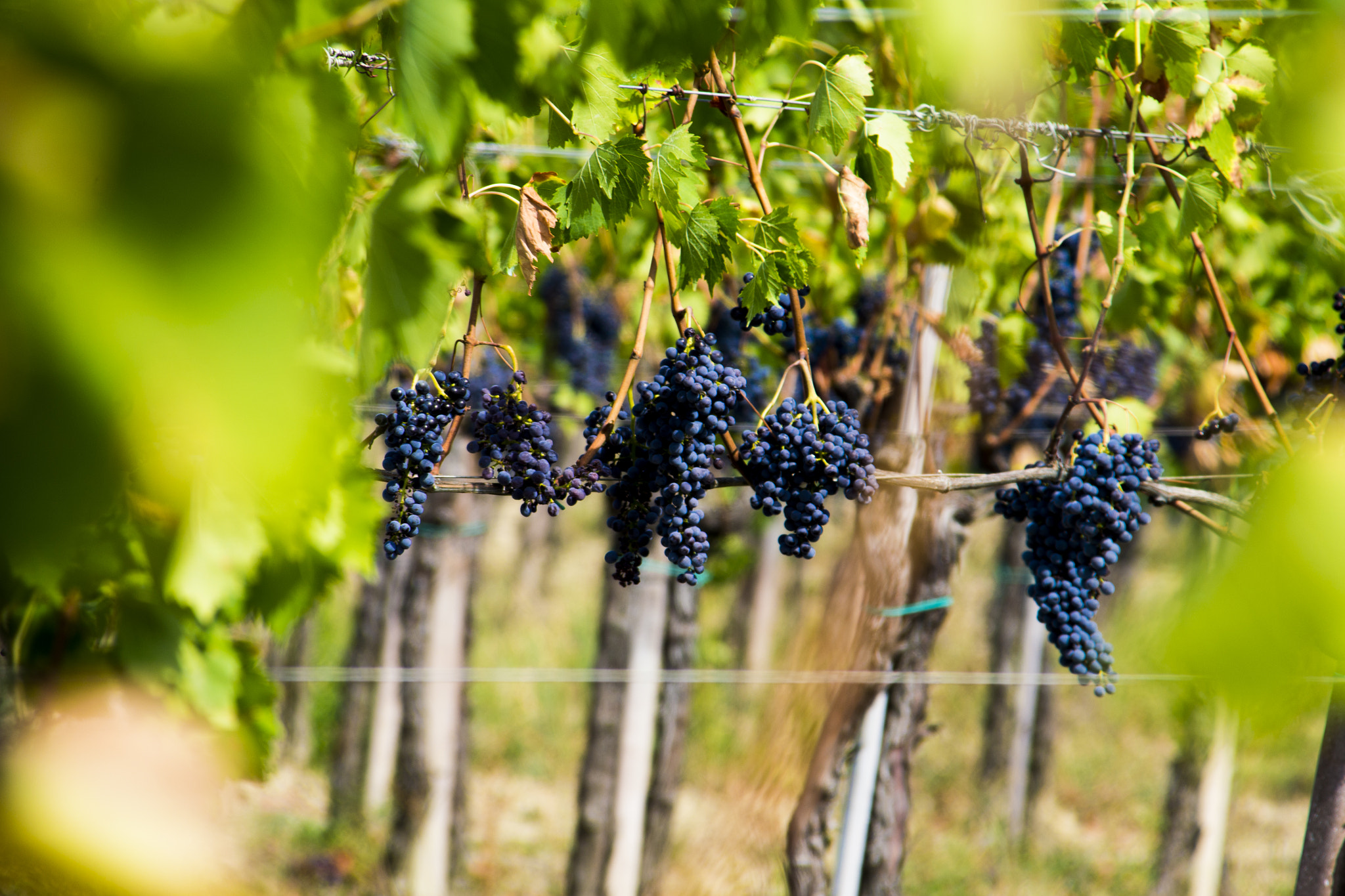 Sigma 28-300mm F3.5-6.3 DG Macro sample photo. Chianti photography