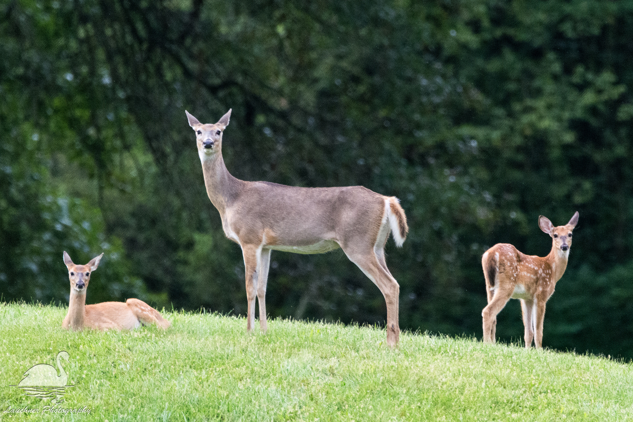 Sigma 150-600mm F5-6.3 DG OS HSM | C sample photo. Doe and fawns photography