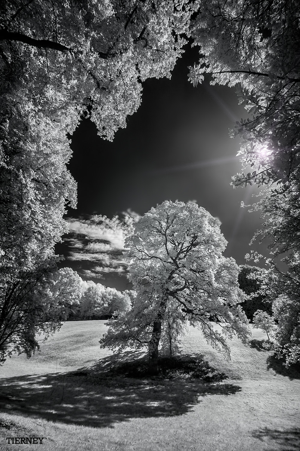 Nikon D70 sample photo. Tree photography