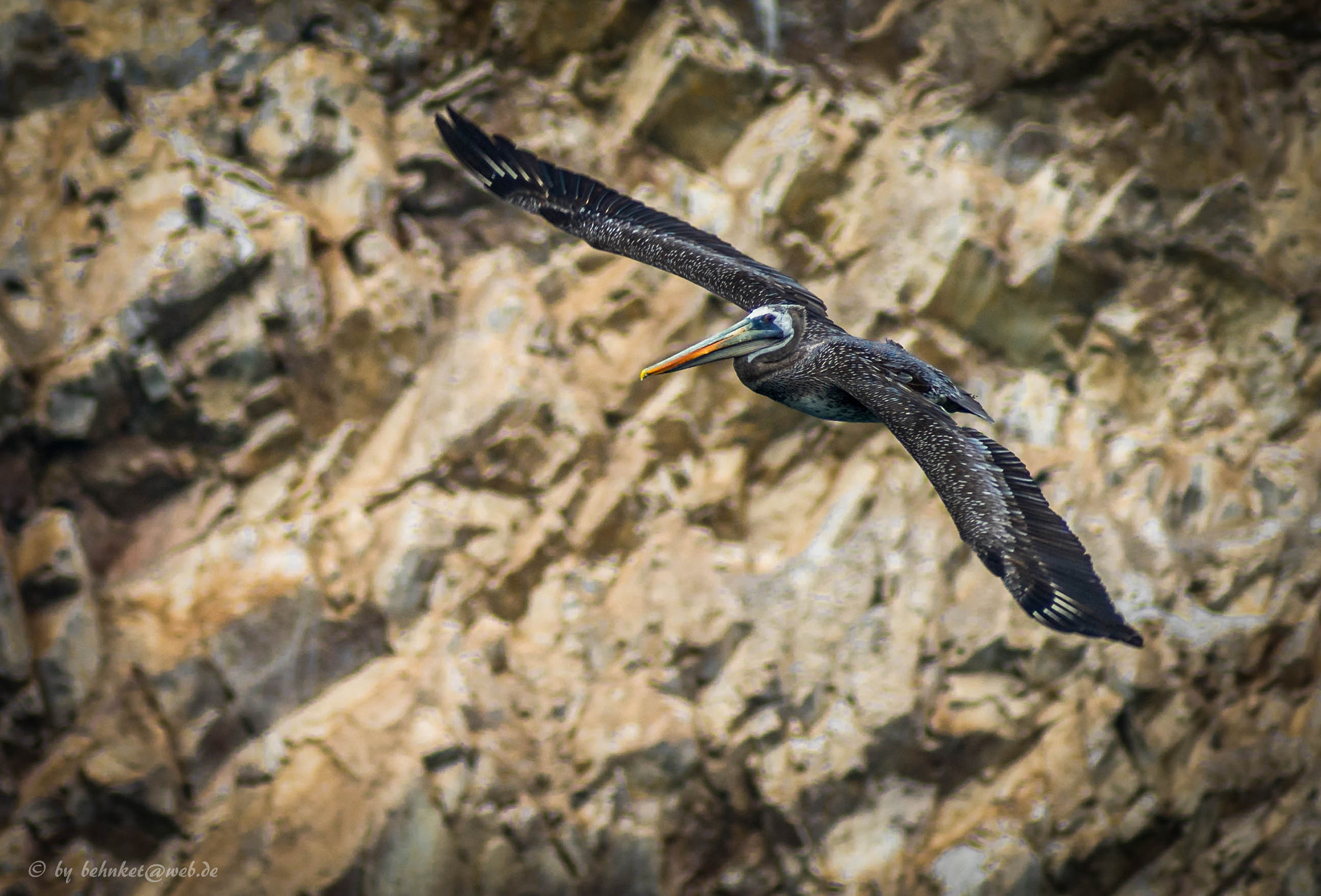 Sony 75-300mm F4.5-5.6 sample photo. Brown pelican photography