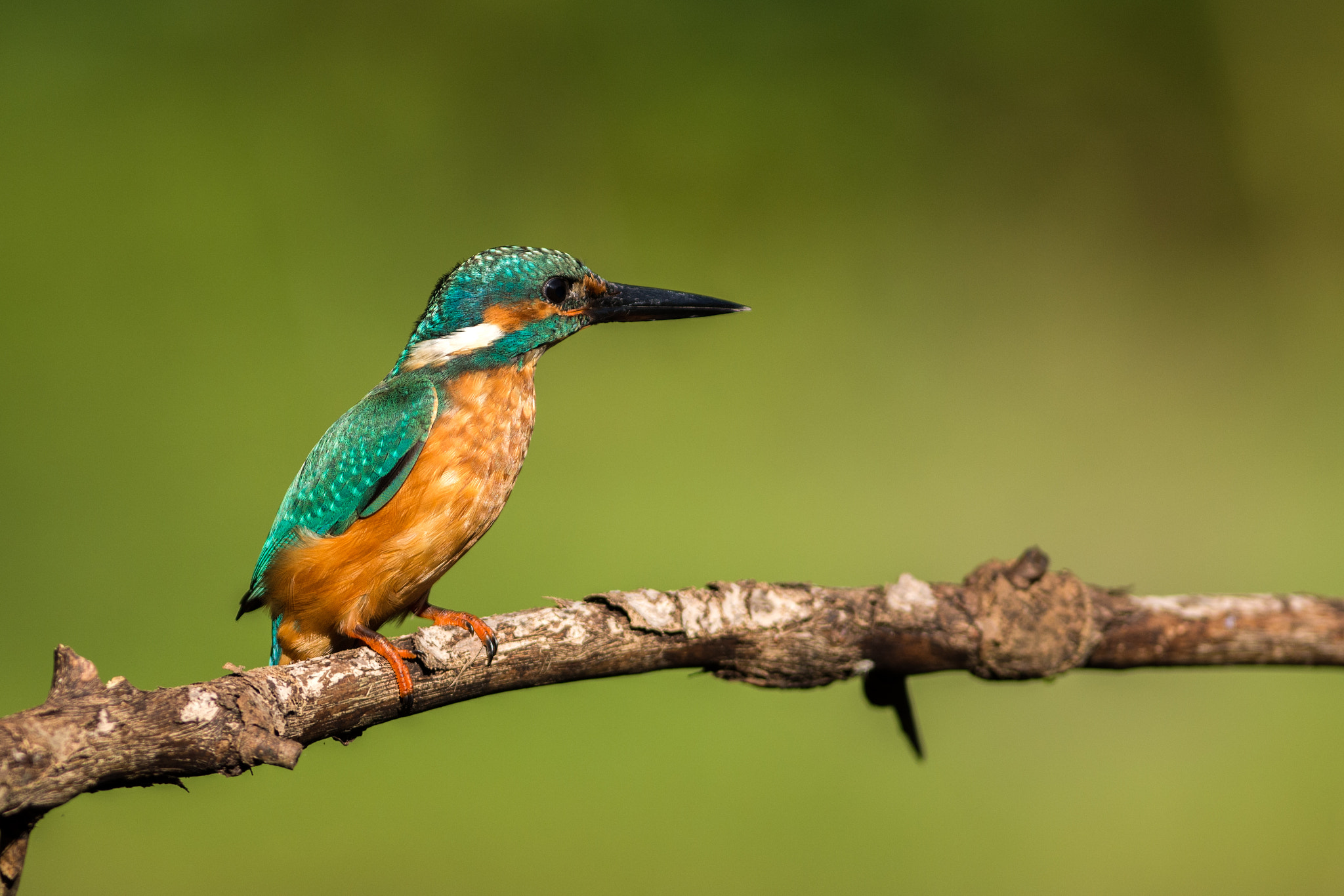 Nikon AF-S Nikkor 300mm F2.8G ED VR II sample photo. Kingfisher photography