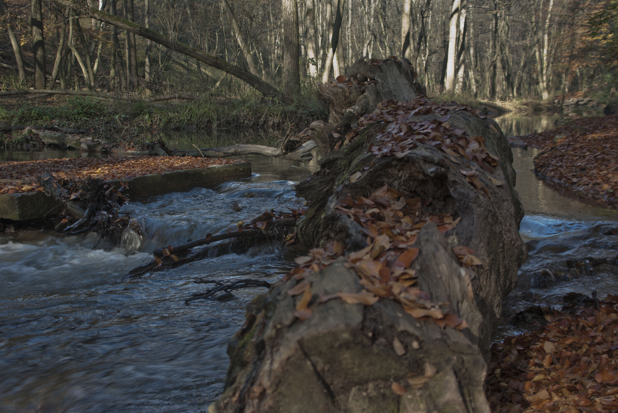 smc PENTAX-FA 28-200mm F3.8-5.6 AL[IF] sample photo. Igp photography
