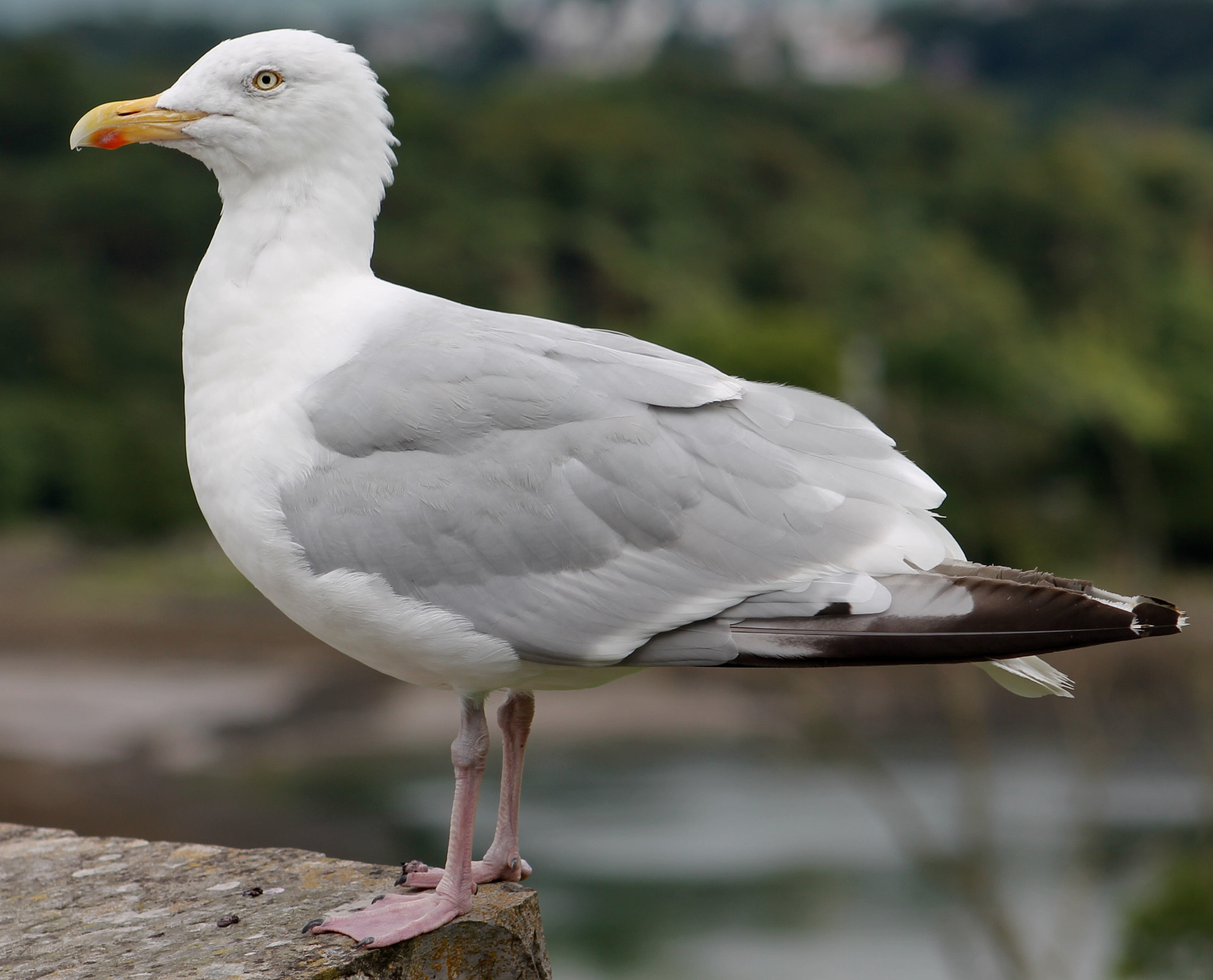 Canon EF75-300mm f/4-5.6 sample photo. Solitary gull overseeing his domain photography