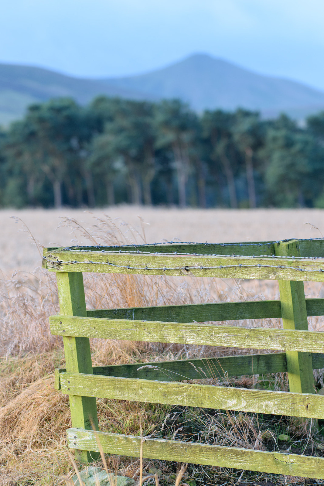 Nikon AF-S Nikkor 70-200mm F4G ED VR sample photo. Fence photography