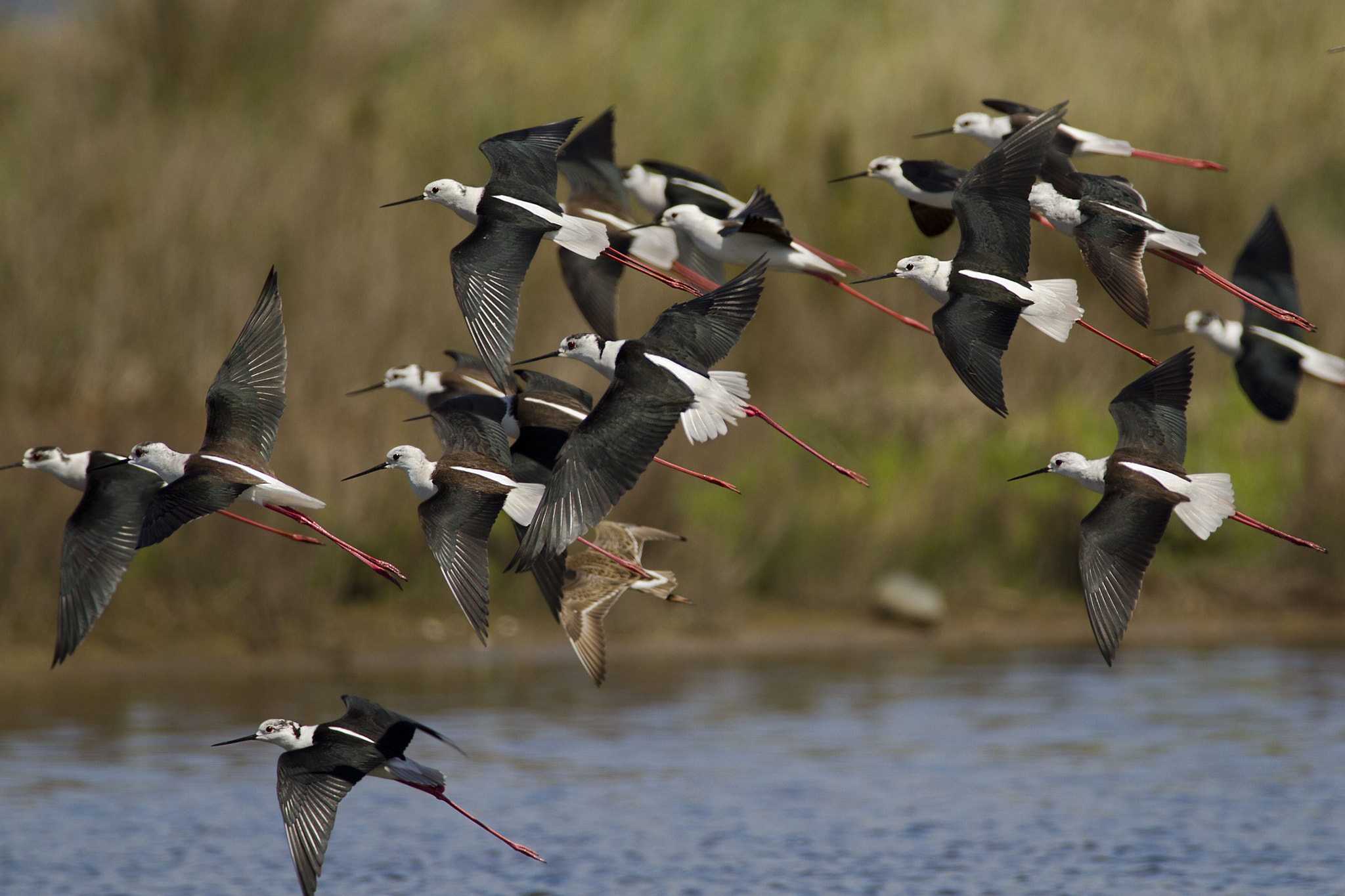 Canon EF 300mm f/2.8L + 1.4x sample photo. Black-winged stilt photography
