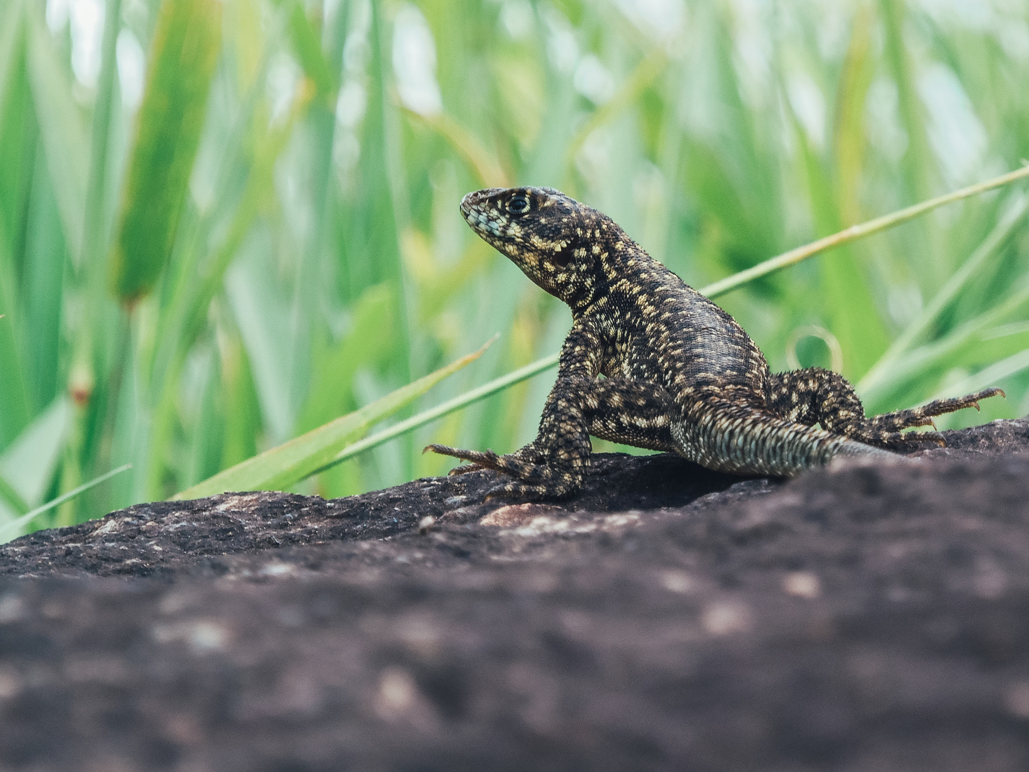 Nikon COOLPIX L315 sample photo. Little lizzard photography