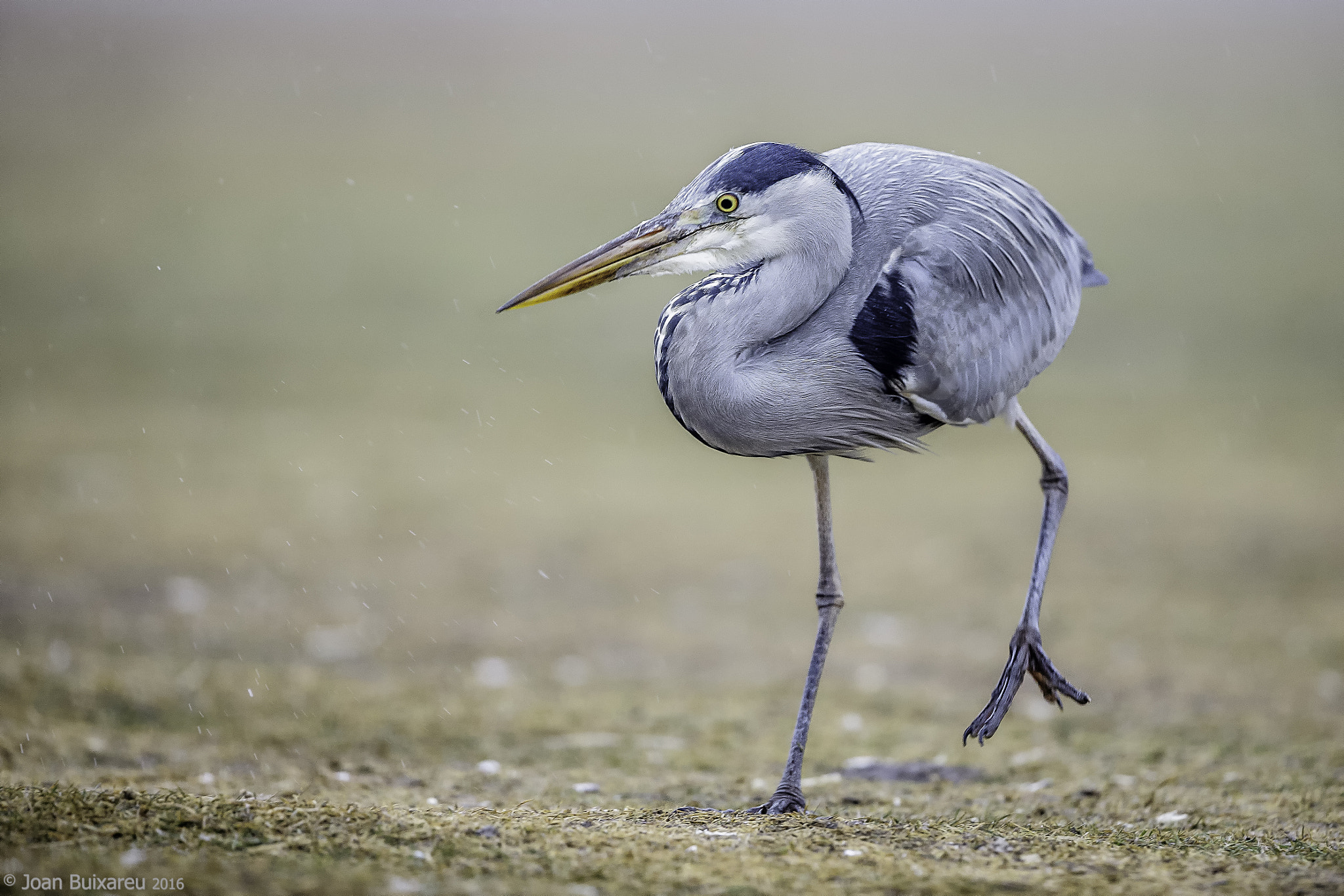 Canon EF 200-400mm F4L IS USM Extender 1.4x sample photo. Cercant refugi photography