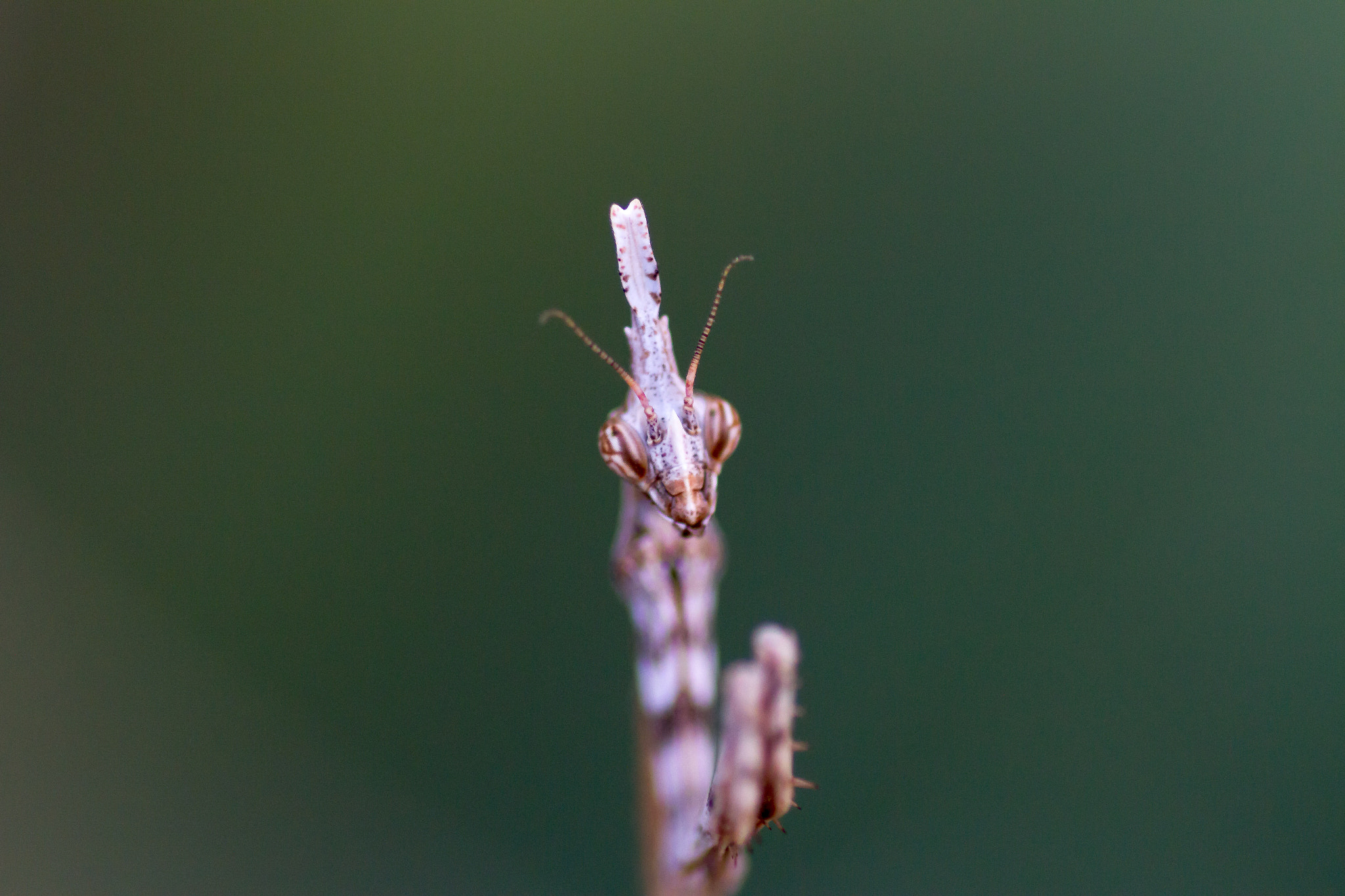 Tamron SP AF 90mm F2.8 Di Macro sample photo. _bch6663-1.jpg photography