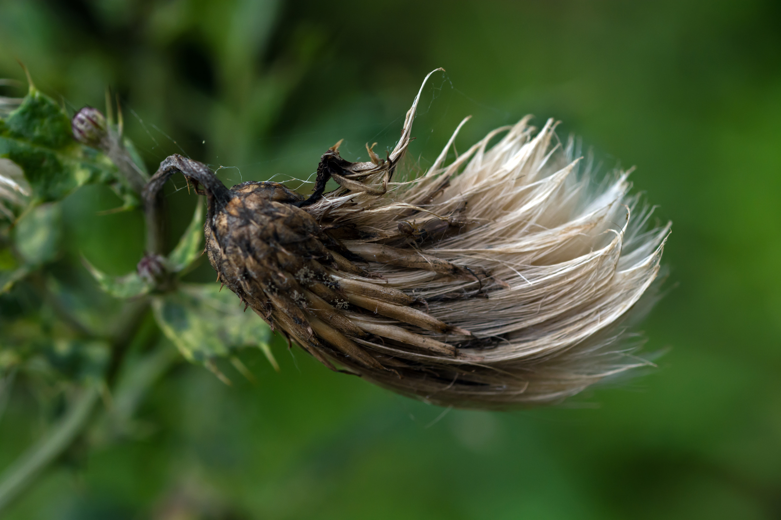 Nikon D7100 + AF Micro-Nikkor 60mm f/2.8 sample photo. The answer is blowing in the wind. photography