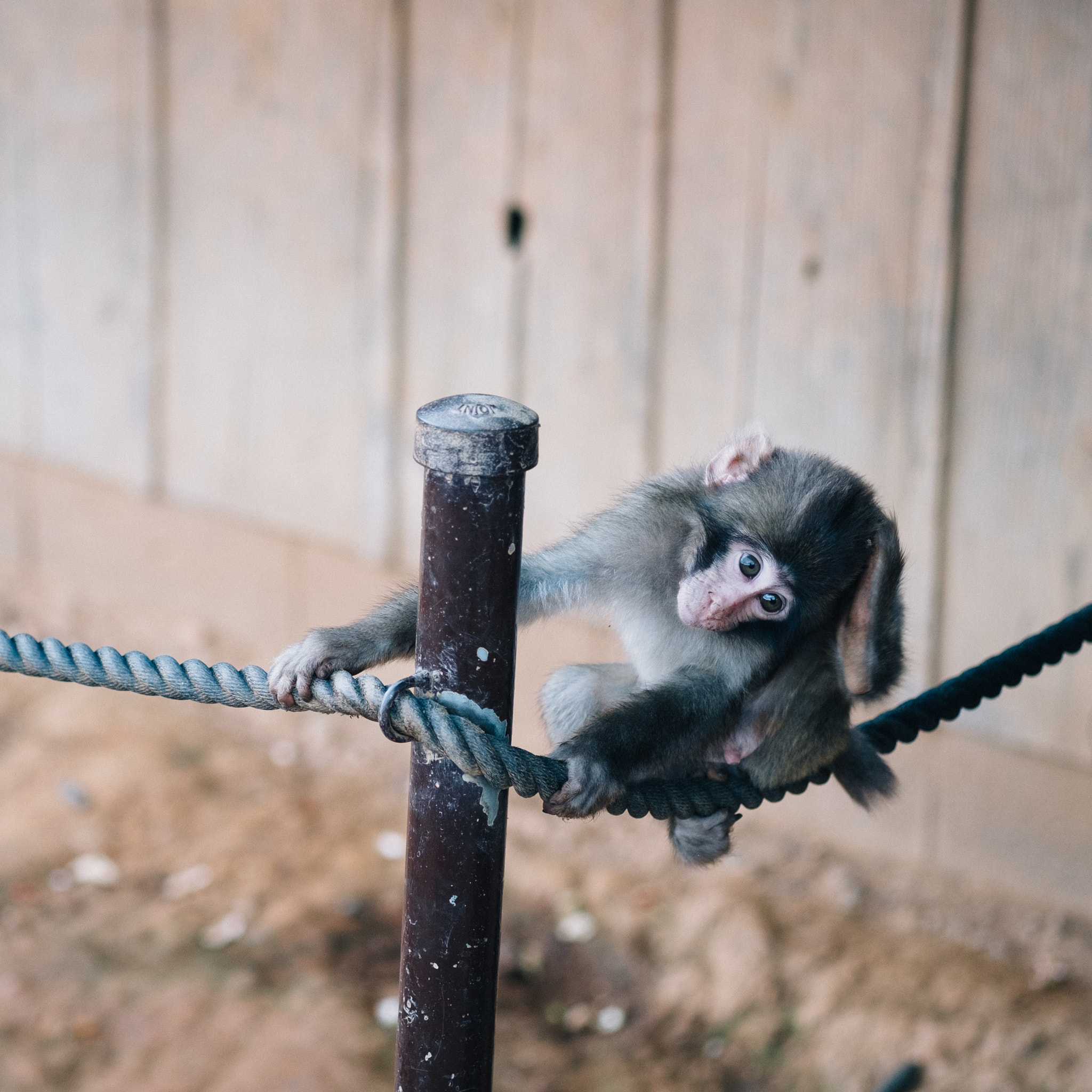 Fujifilm X-E1 + Fujifilm XF 60mm F2.4 R Macro sample photo. Arashiyama monkey sanctuary, kyoto photography