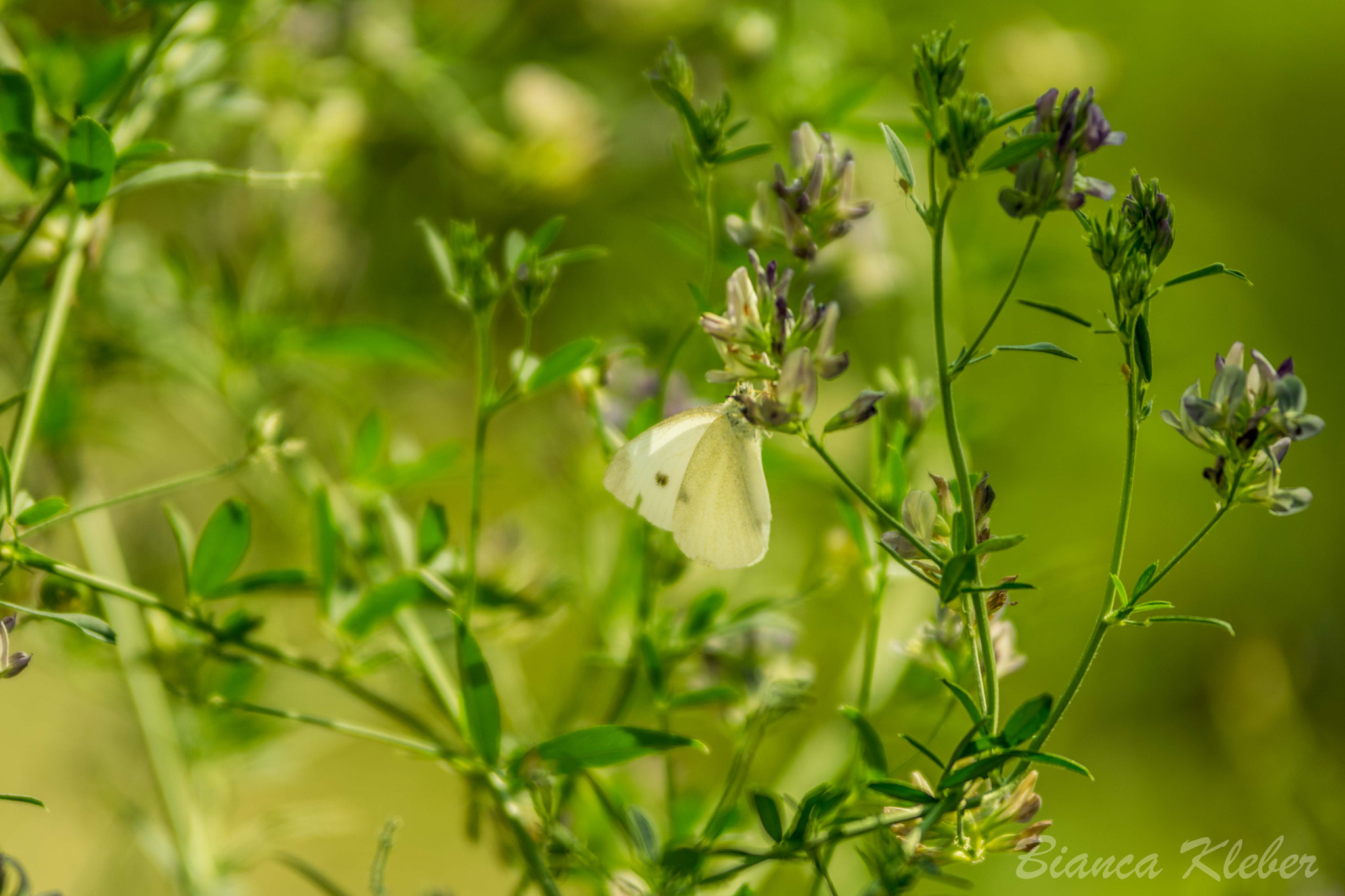 Nikon AF-S Nikkor 70-200mm F2.8G ED VR II sample photo. Schmetterling photography
