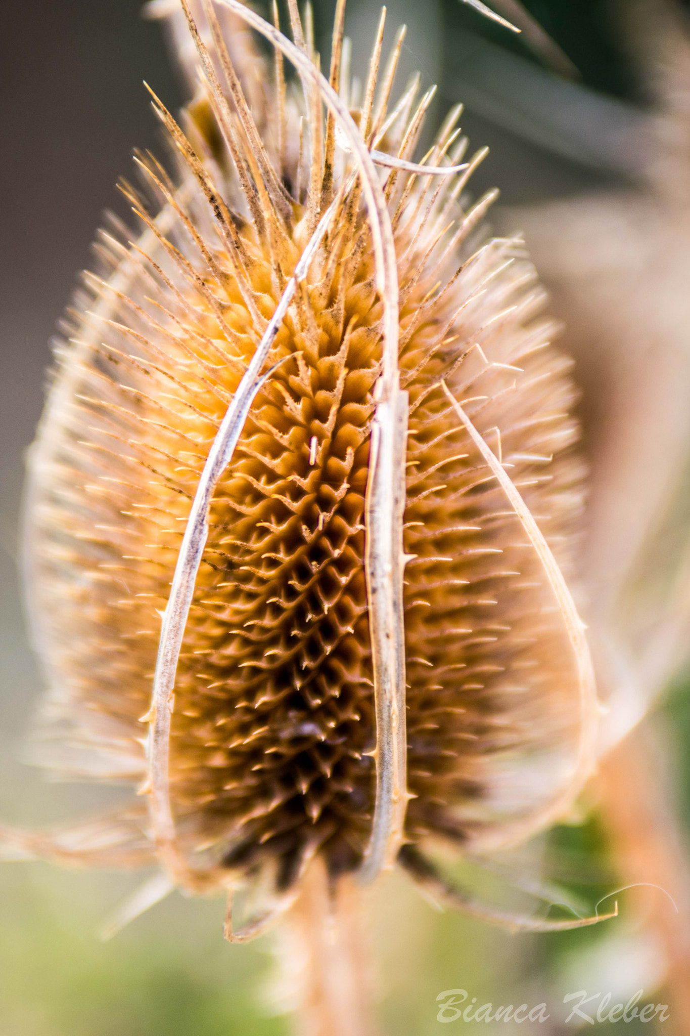 Nikon AF-S Nikkor 70-200mm F2.8G ED VR II sample photo. Macro photography