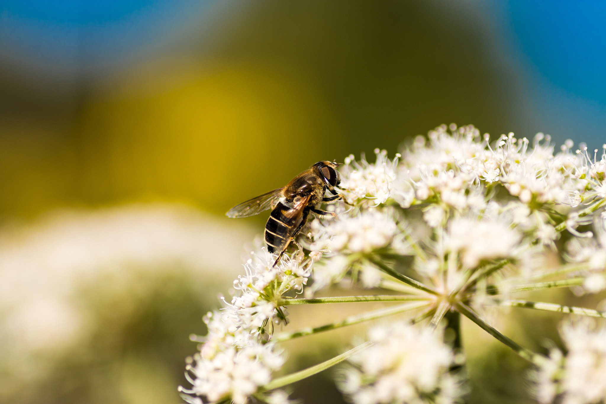 Canon EOS 70D + Tamron SP AF 90mm F2.8 Di Macro sample photo. Visitor 2 photography