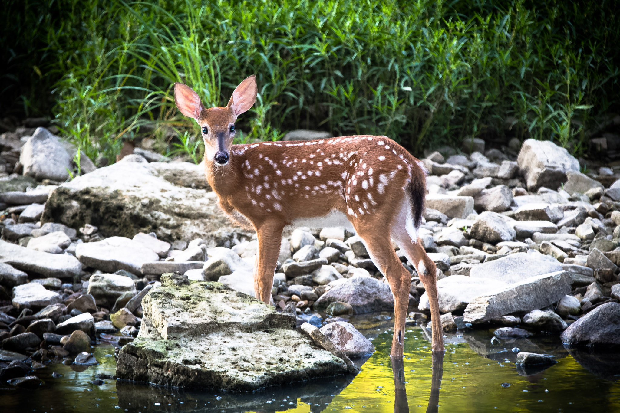 Canon EOS 6D + Canon EF 70-200mm F2.8L IS II USM sample photo. Fawn in the river photography