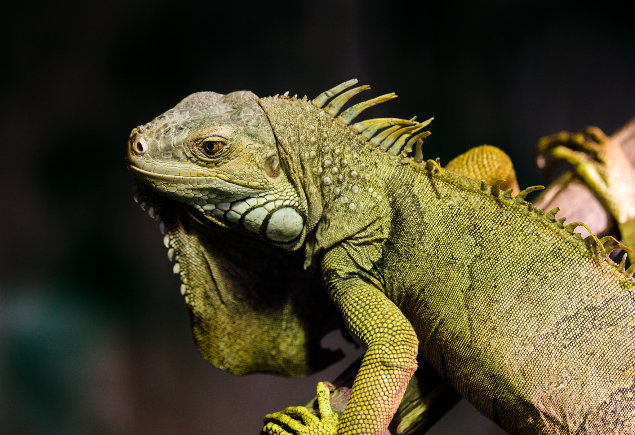Nikon AF-S Nikkor 70-200mm F2.8G ED VR II sample photo. Iguane / iguana photography