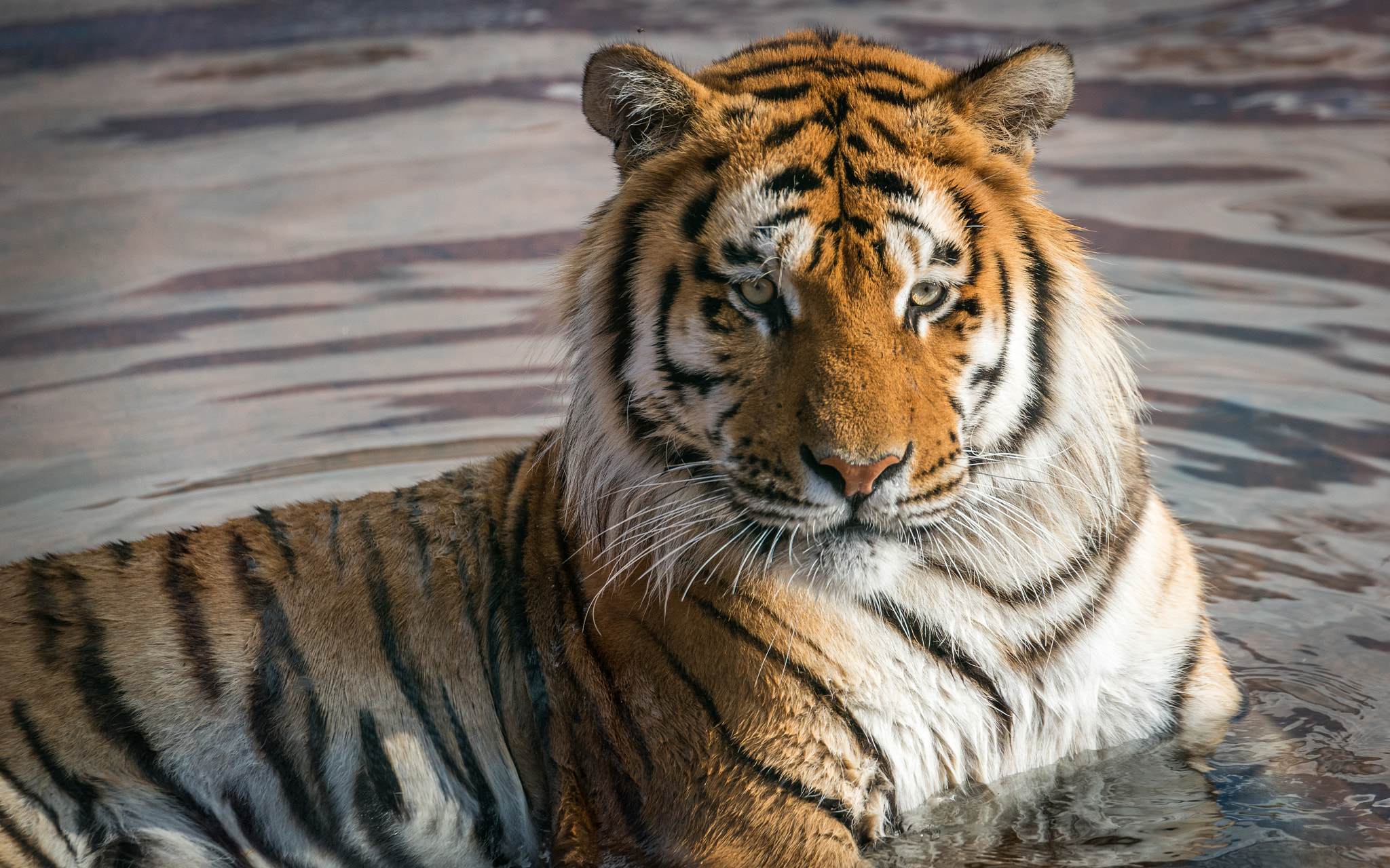 Nikon AF-S Nikkor 70-200mm F2.8G ED VR II sample photo. Eyes of the tiger photography