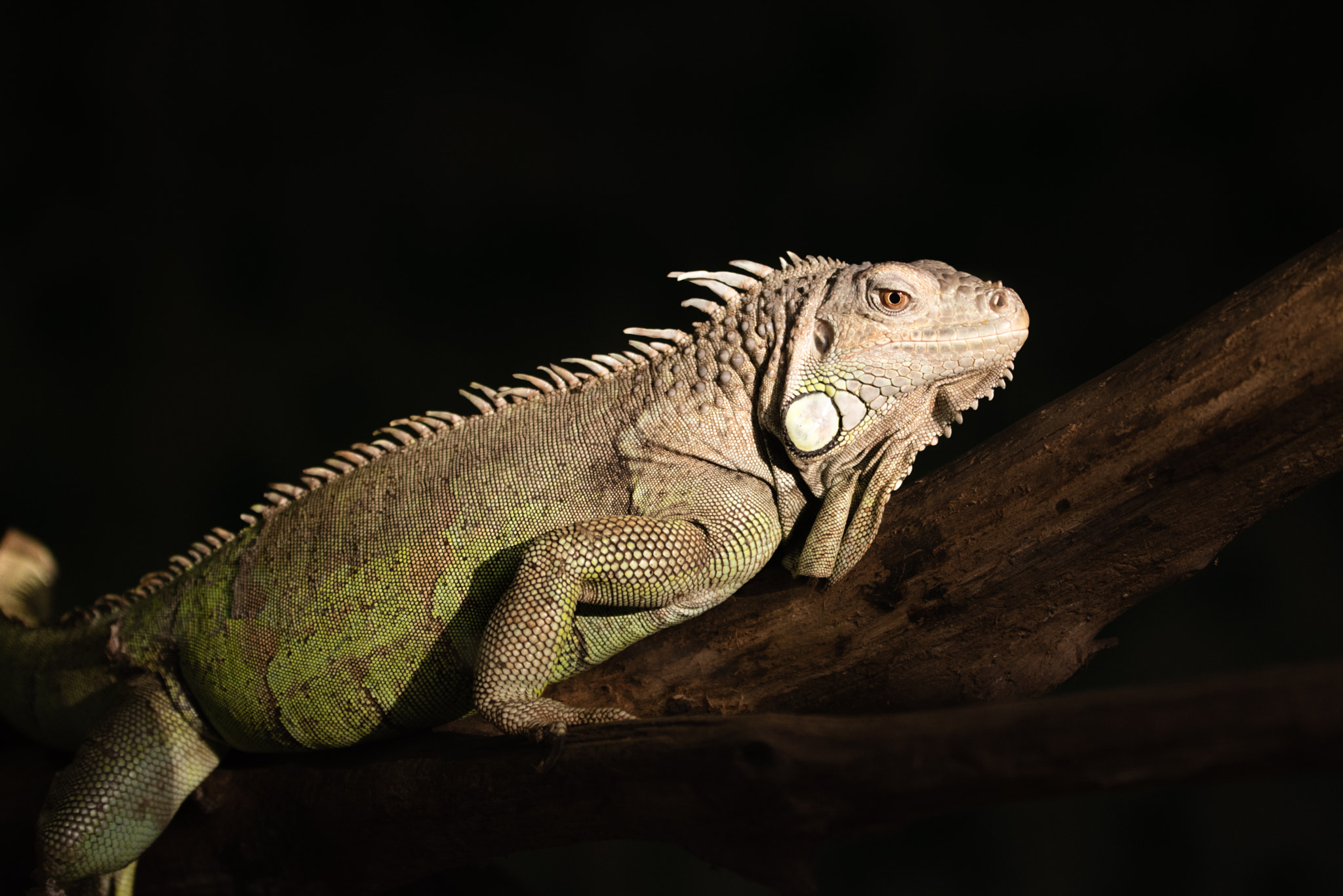 Nikon AF-S Nikkor 70-200mm F2.8G ED VR II sample photo. Iguane / iguana photography