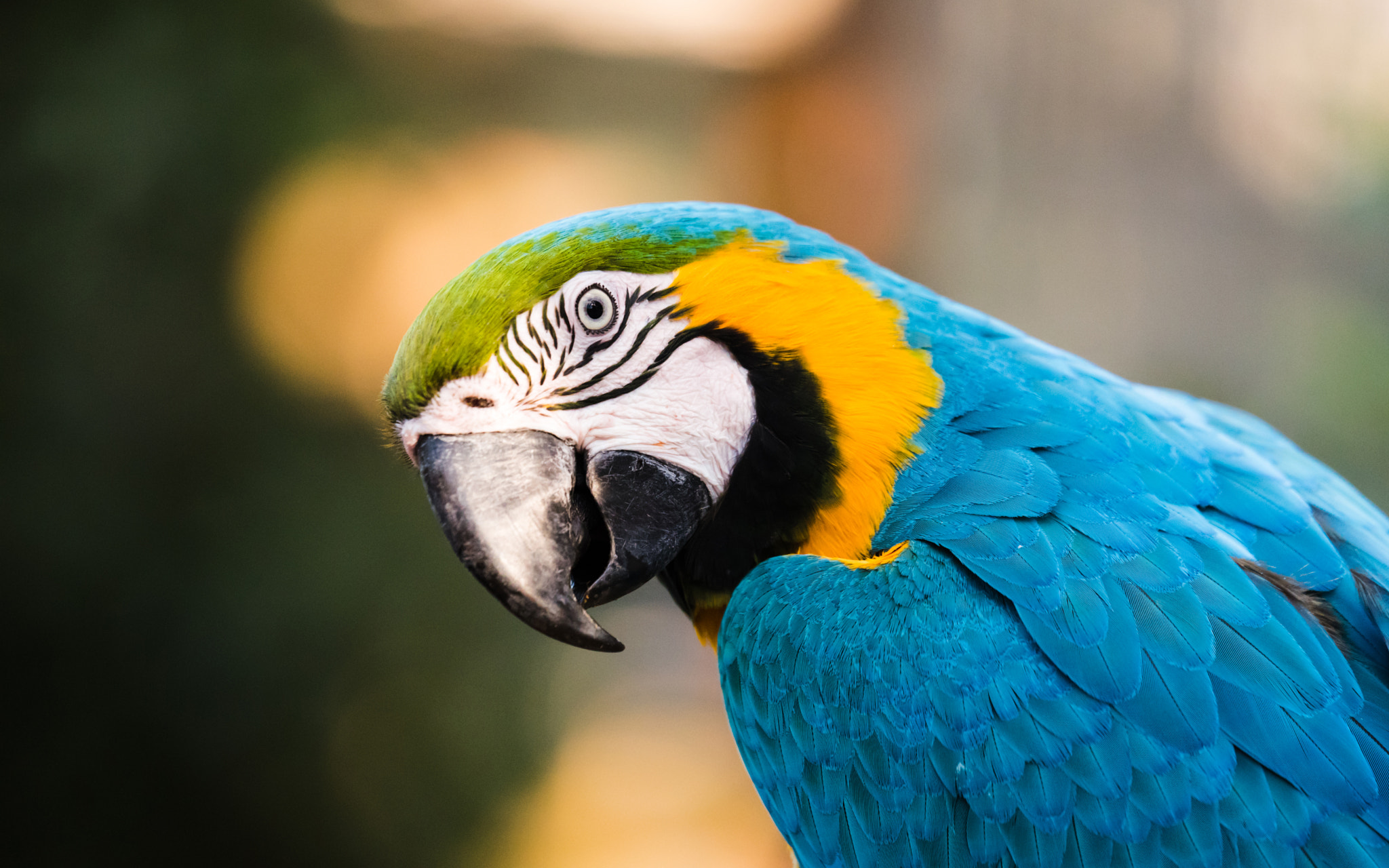 Nikon AF-S Nikkor 70-200mm F2.8G ED VR II sample photo. Ara bleu photography