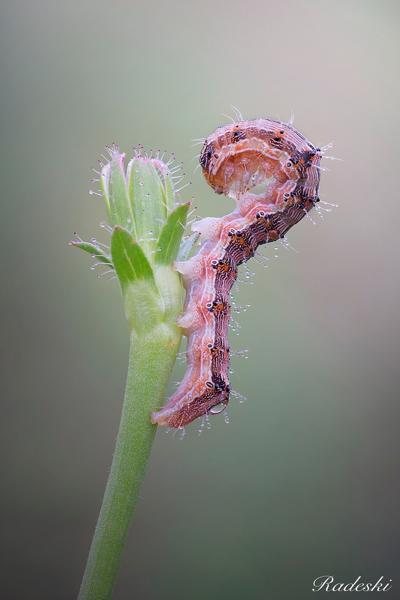 Nikon D800E + Nikon AF Micro-Nikkor 60mm F2.8D sample photo. Bruco pensieroso photography
