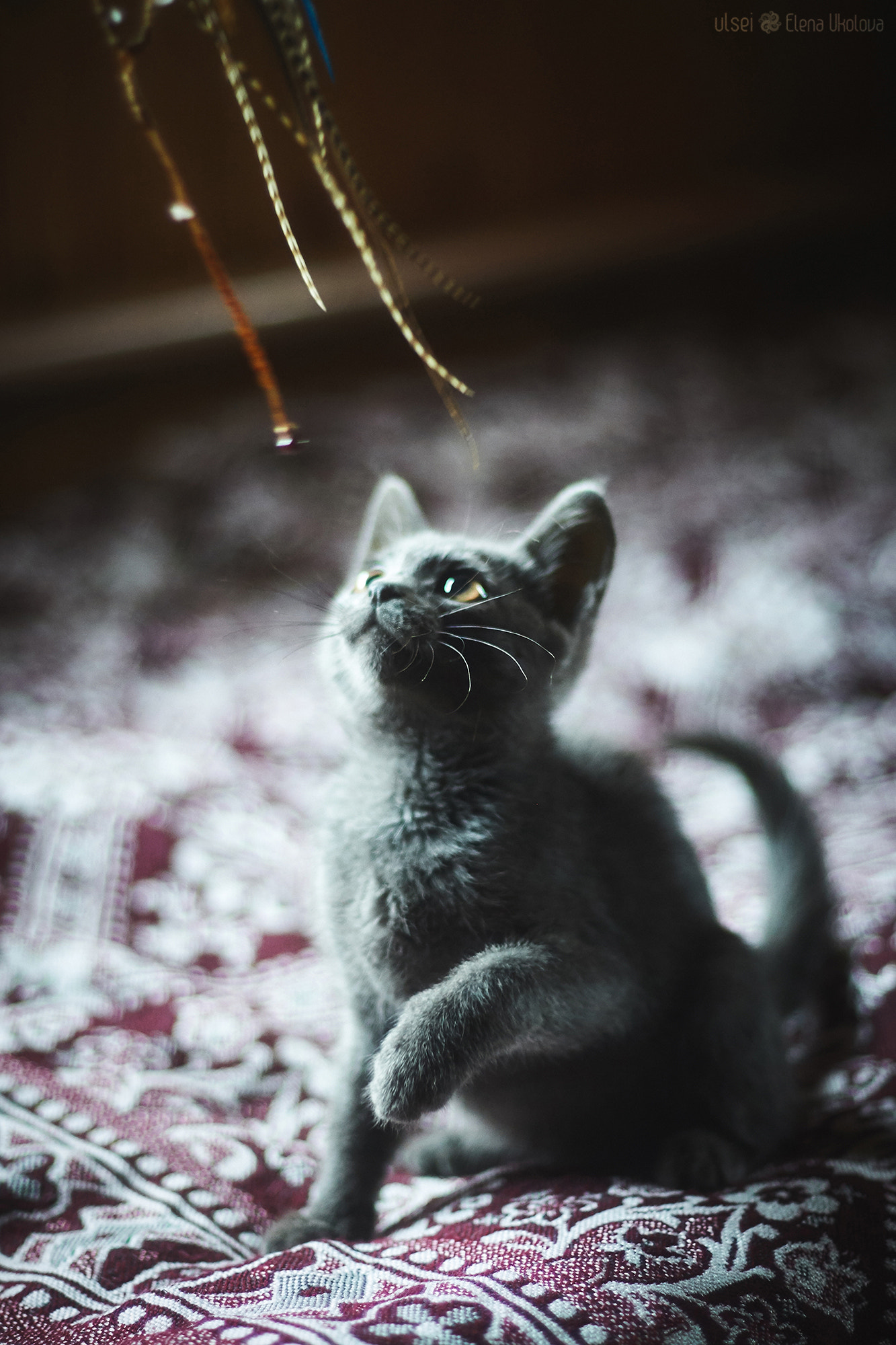 Canon EF 50mm F1.4 USM sample photo. Img photography