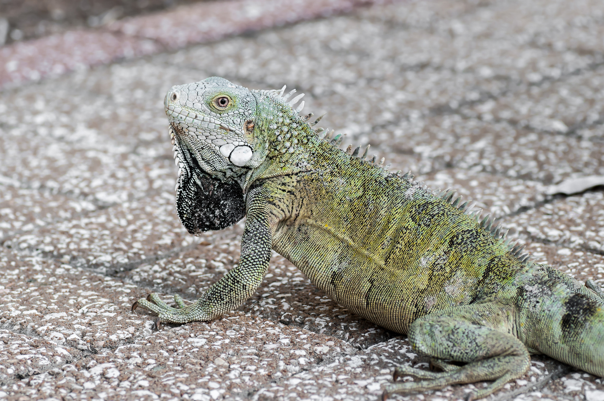 Nikon D300 sample photo. Anfonso photography