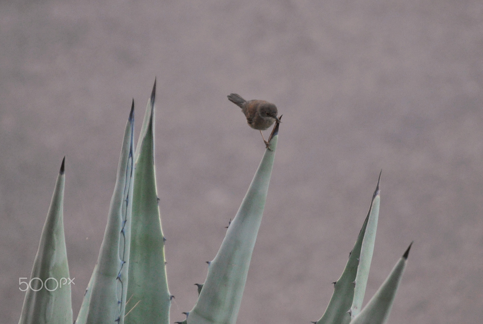 Nikon D5000 sample photo. Bird at morning photography