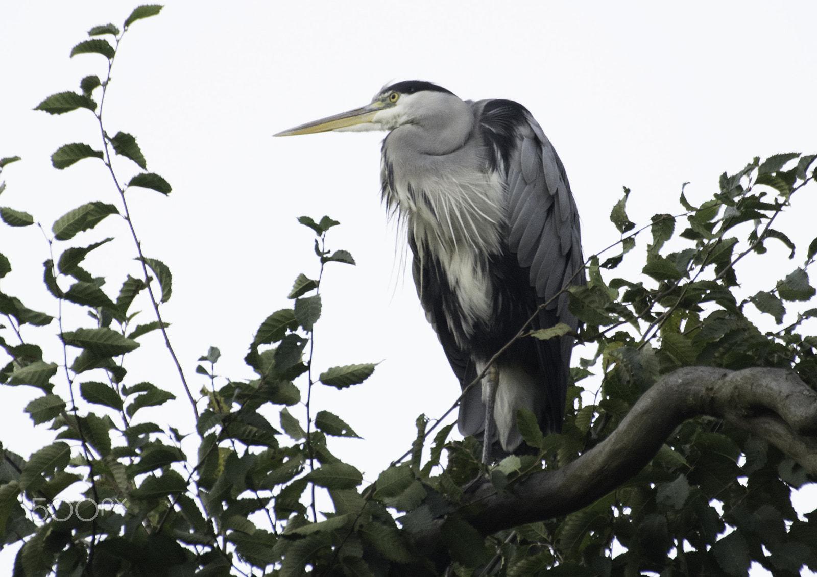 Nikon D5300 + Sigma 70-300mm F4-5.6 DG OS sample photo. From the tree tops photography
