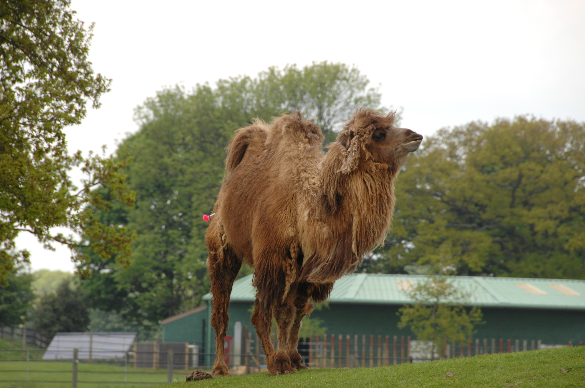 Nikon D2X sample photo. Whipsnade zoo.       u.k. photography