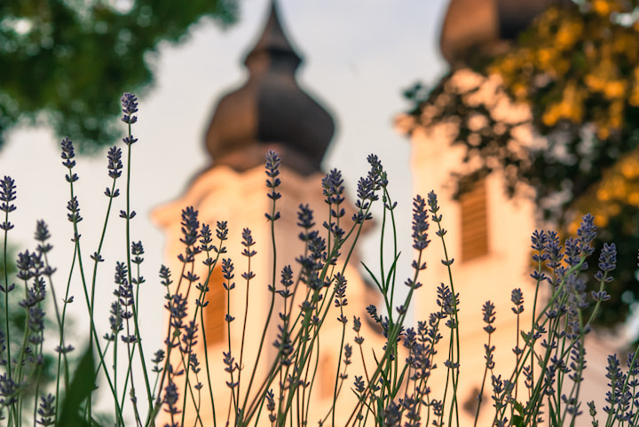 AF Nikkor 70-210mm f/4-5.6 sample photo. Lavender and the abbey photography