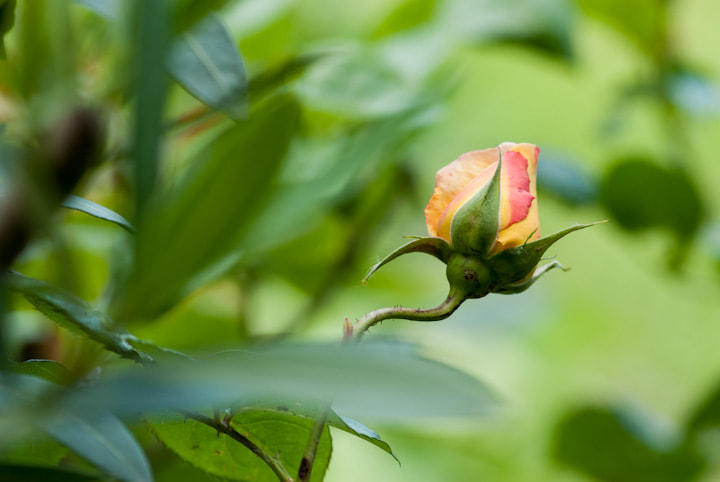AF Nikkor 70-210mm f/4-5.6 sample photo