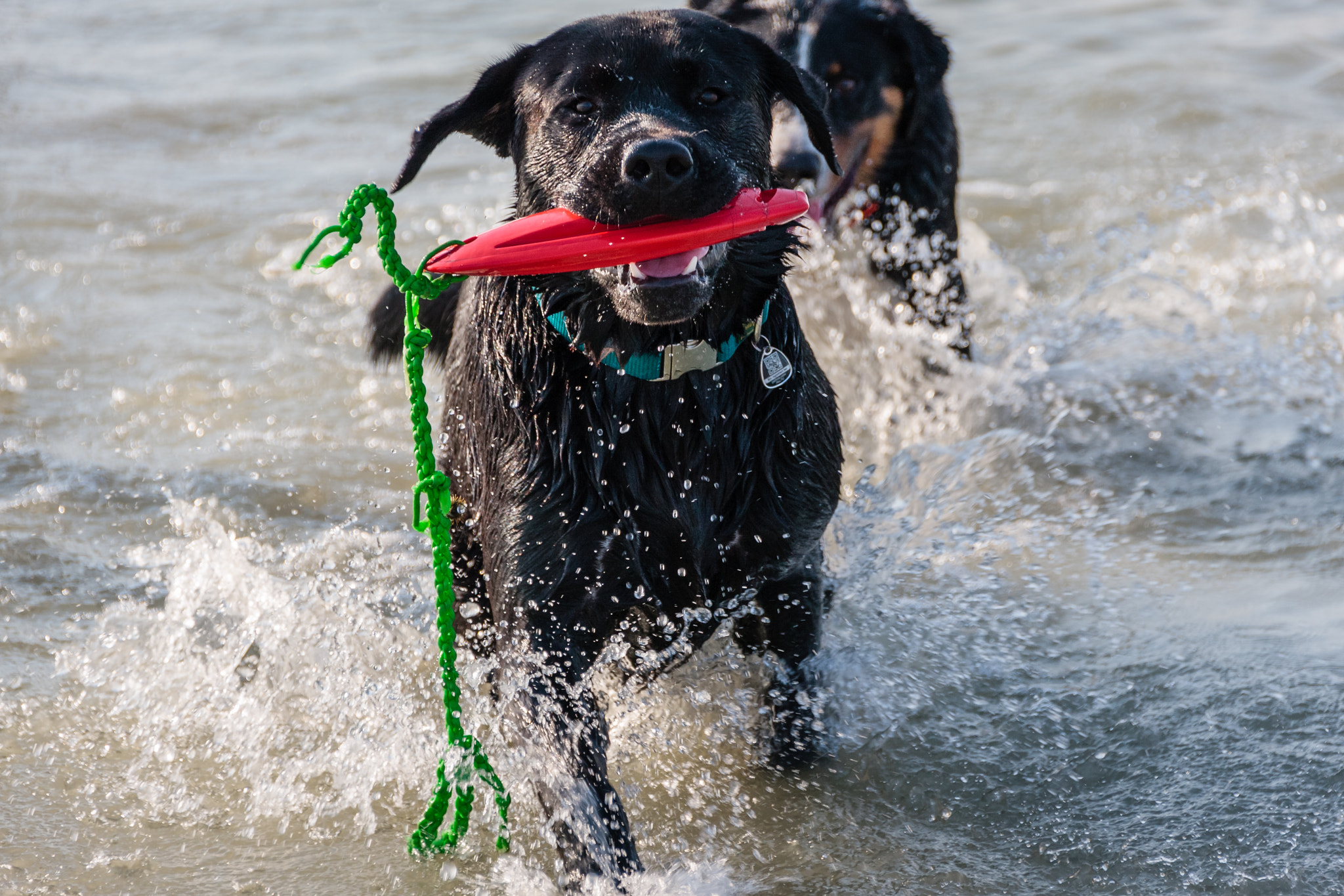Sigma 18-250mm F3.5-6.3 DC OS HSM sample photo. A dog and his toy photography