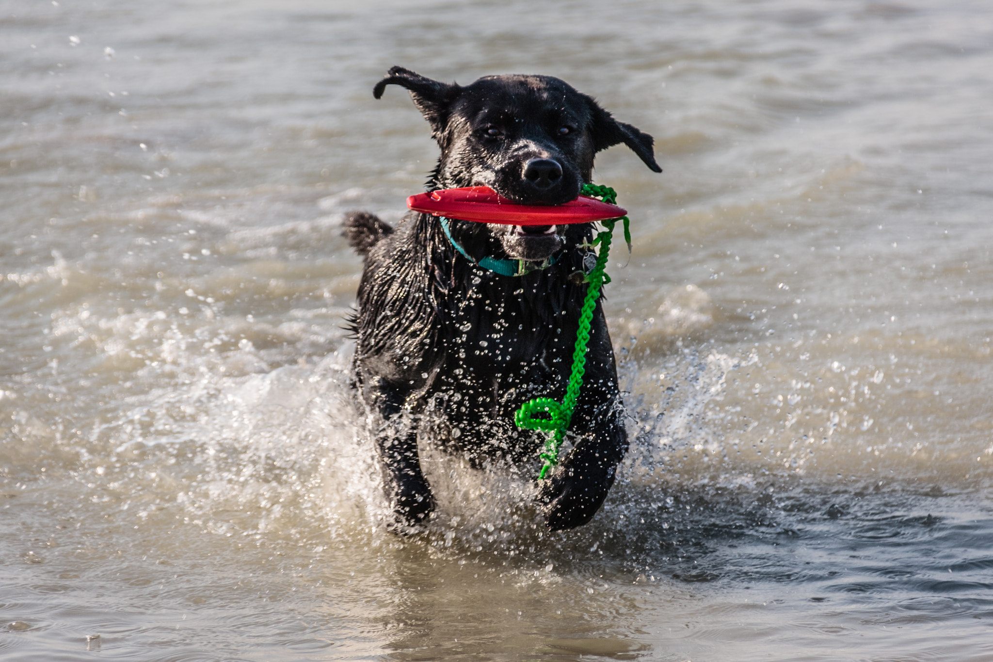 Sigma 18-250mm F3.5-6.3 DC OS HSM sample photo. Happy dog with his toy photography