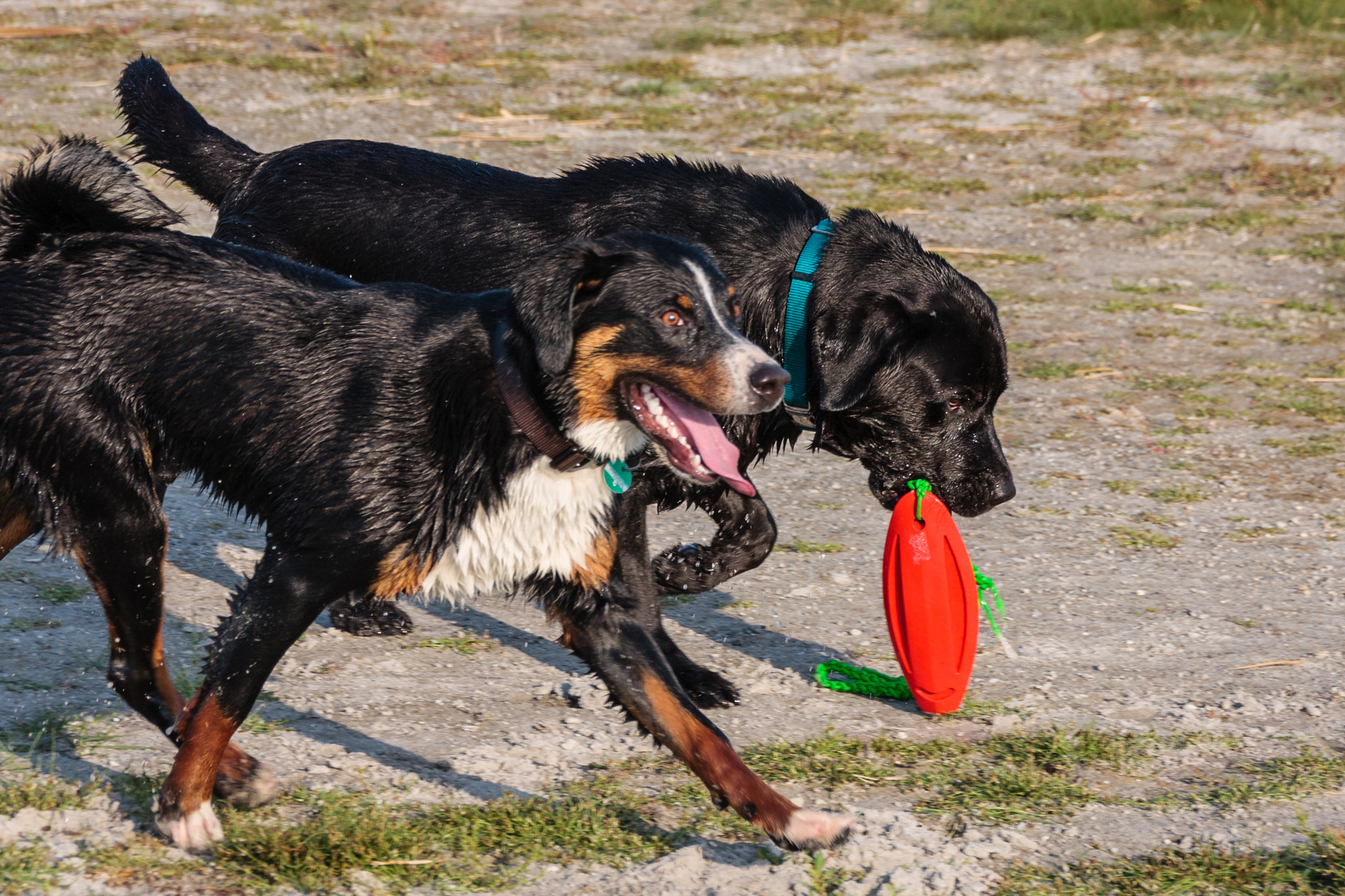 Sigma 18-250mm F3.5-6.3 DC OS HSM sample photo. Best friends photography