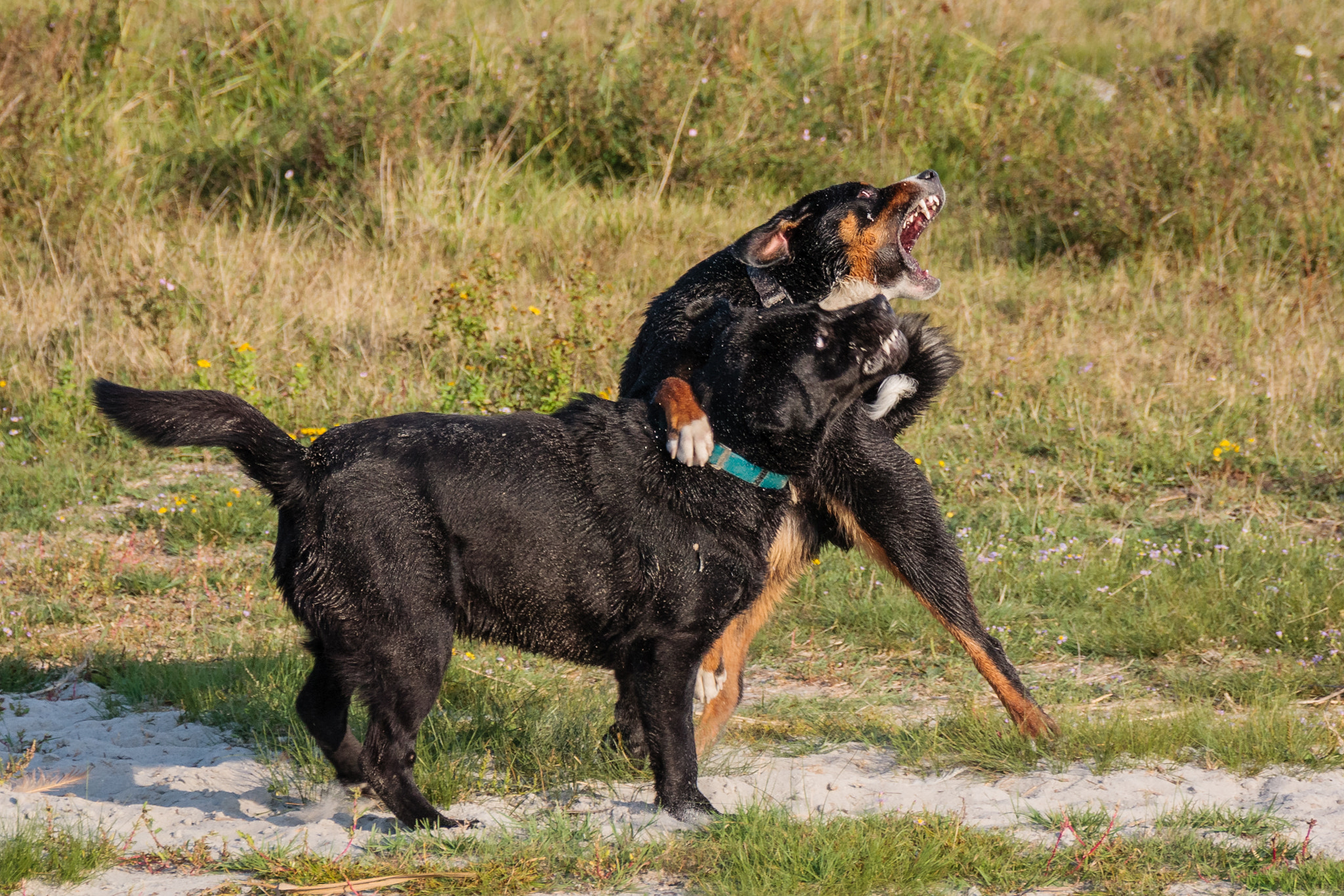 Sigma 18-250mm F3.5-6.3 DC OS HSM sample photo. Ouch! stepped on my feet! photography