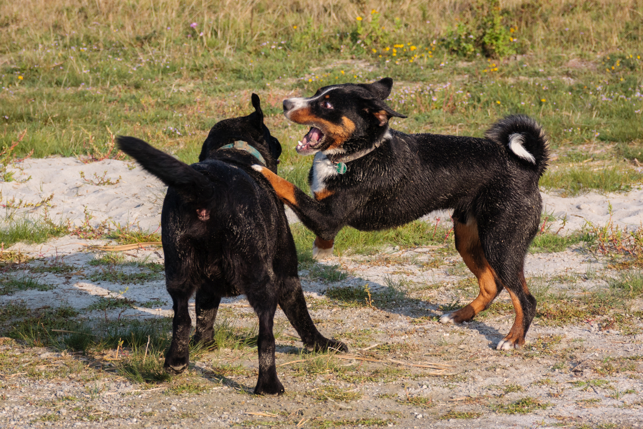 Sigma 18-250mm F3.5-6.3 DC OS HSM sample photo. I gotta tell ya buddy ... photography