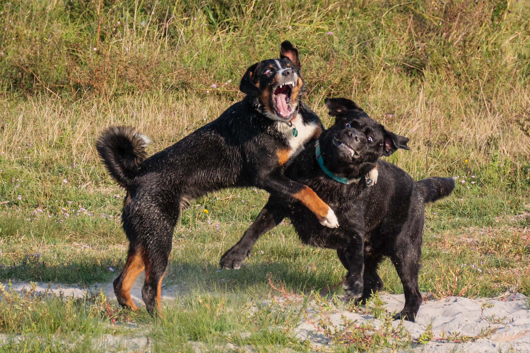 Sigma 18-250mm F3.5-6.3 DC OS HSM sample photo. Aaarrwwwhhh. shocking photography