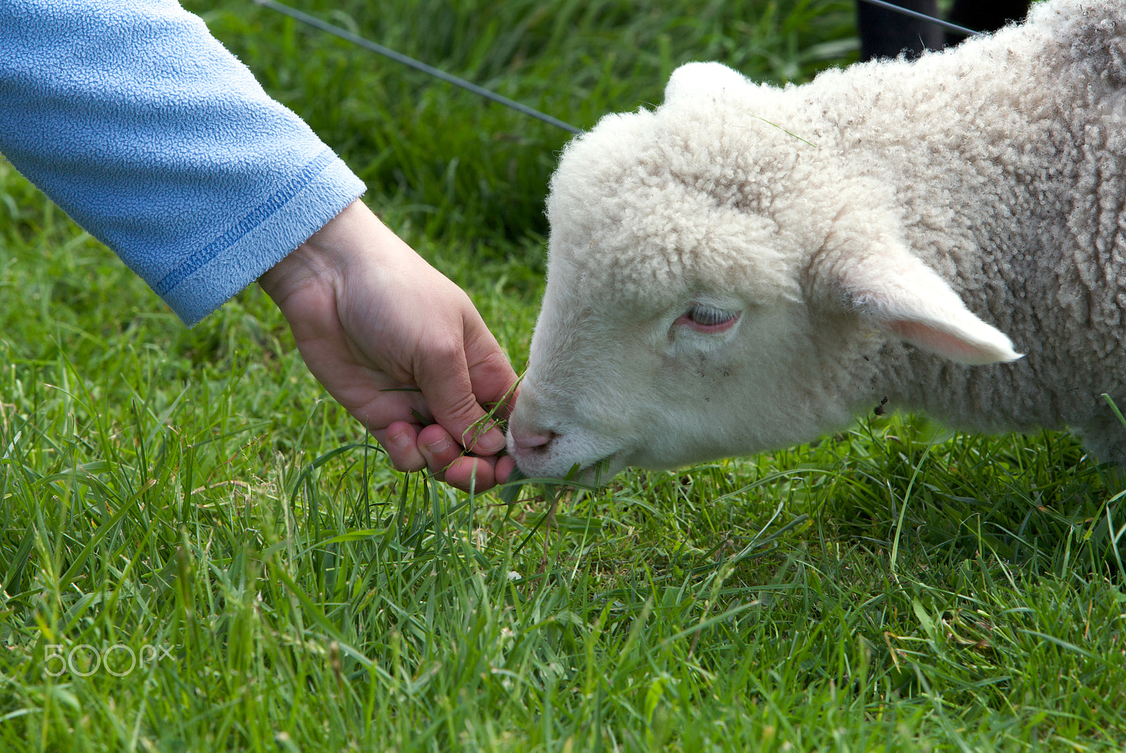 Canon EF 70-200mm F2.8L IS USM sample photo. Cut lamb photography