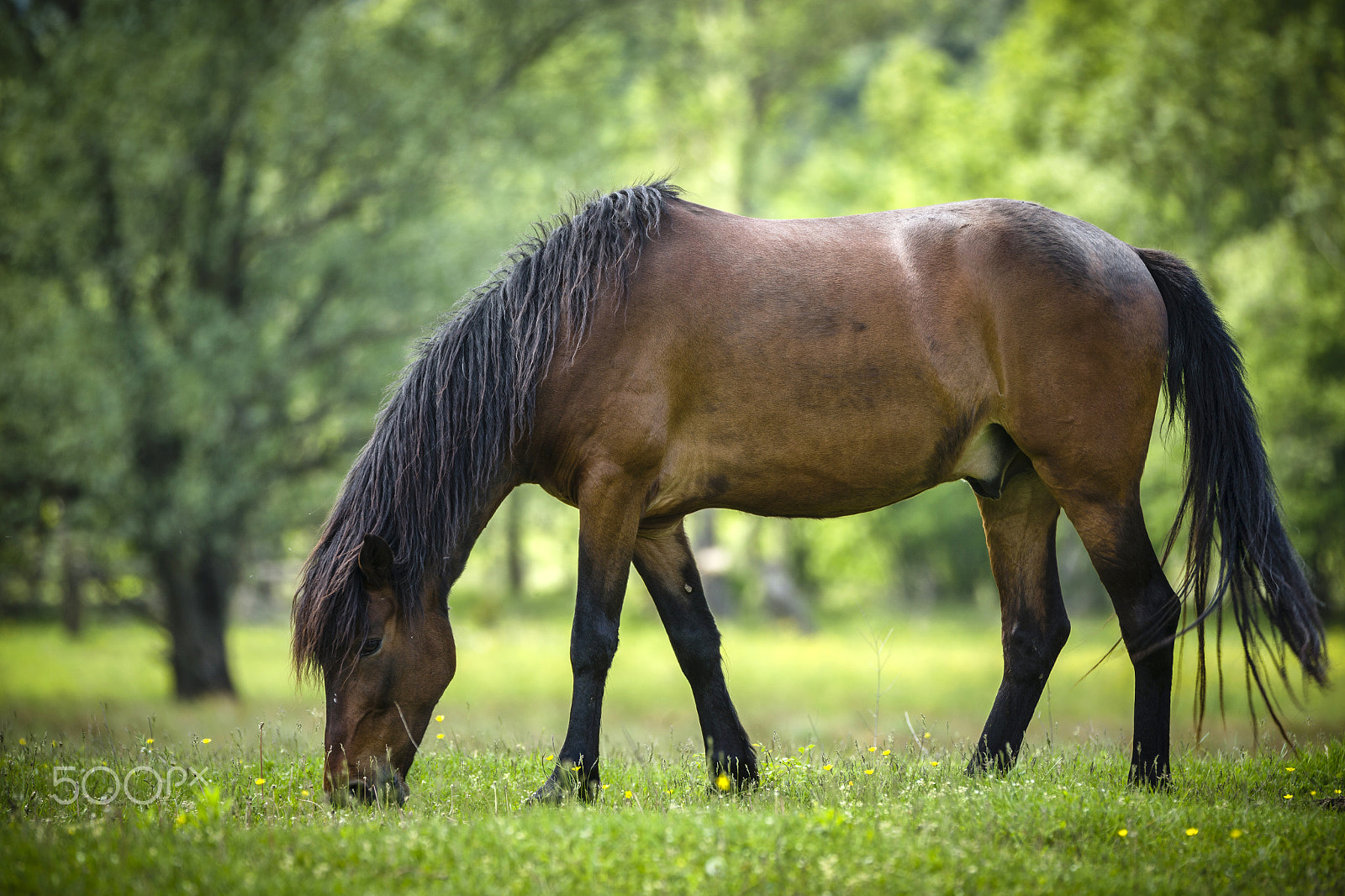 Canon EOS-1D X + Canon EF 70-200mm F2.8L IS II USM sample photo. Noble one photography