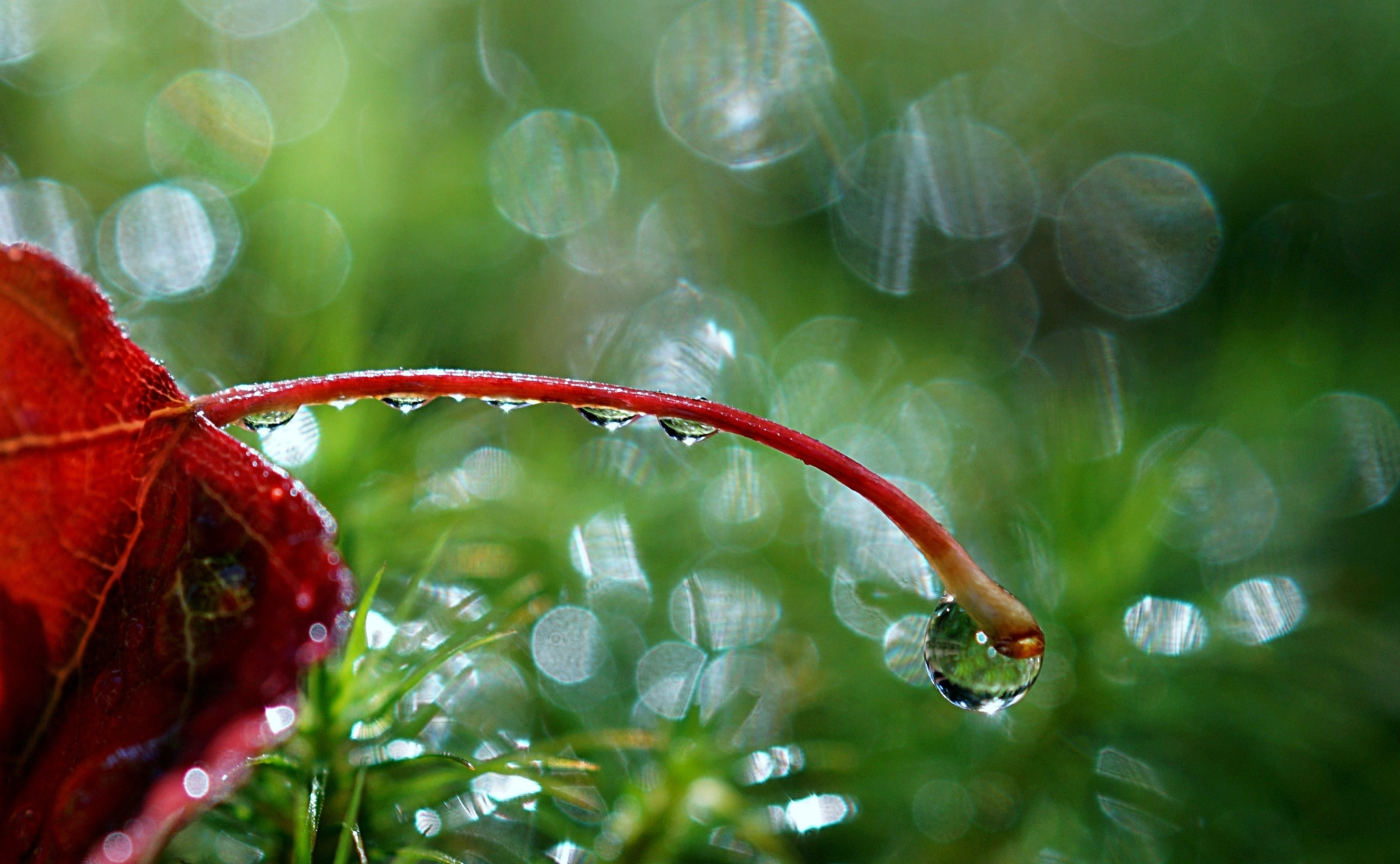 Sony DT 30mm F2.8 Macro SAM sample photo. Autumn is coming... photography