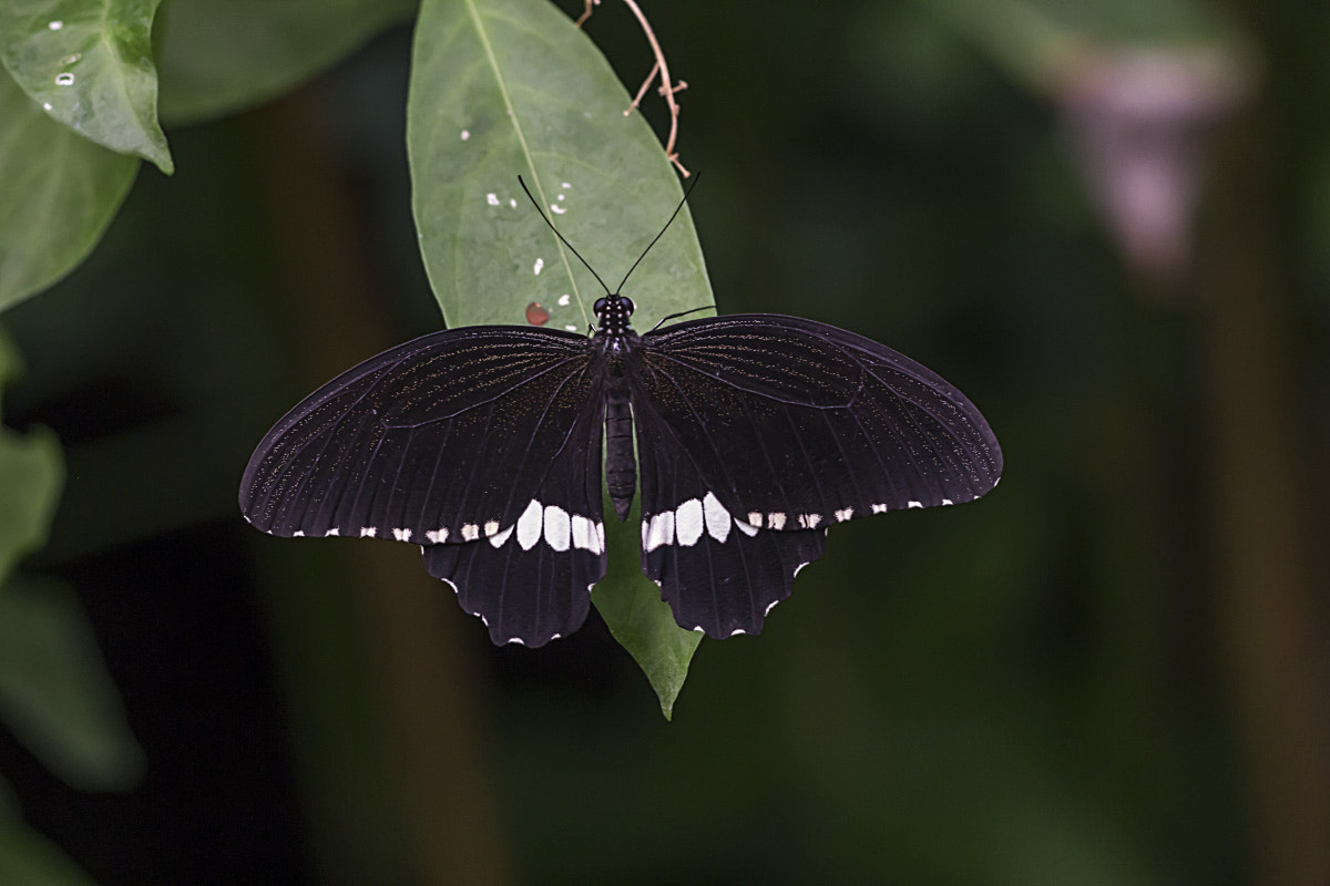 Sigma APO Macro 150mm f/2.8 EX DG HSM sample photo. Papilio polytes photography