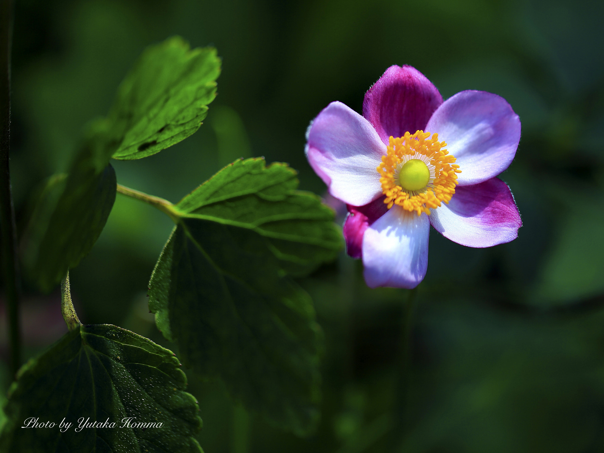 Canon EOS-1D X + Canon EF 100mm F2.8L Macro IS USM sample photo. Japanese anemones photography