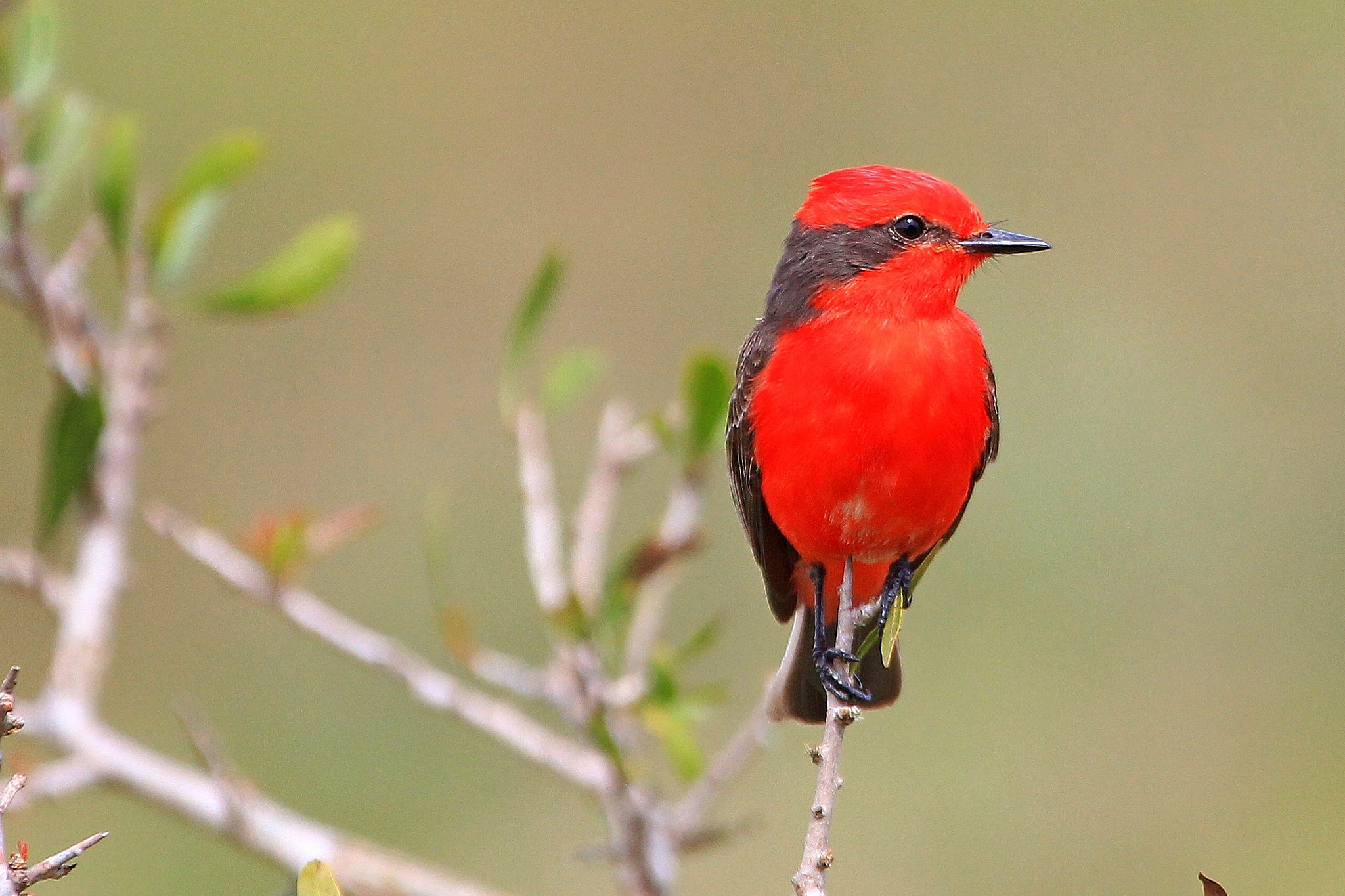 Canon EF 100-400mm F4.5-5.6L IS USM sample photo. Vermilion flycatcher photography