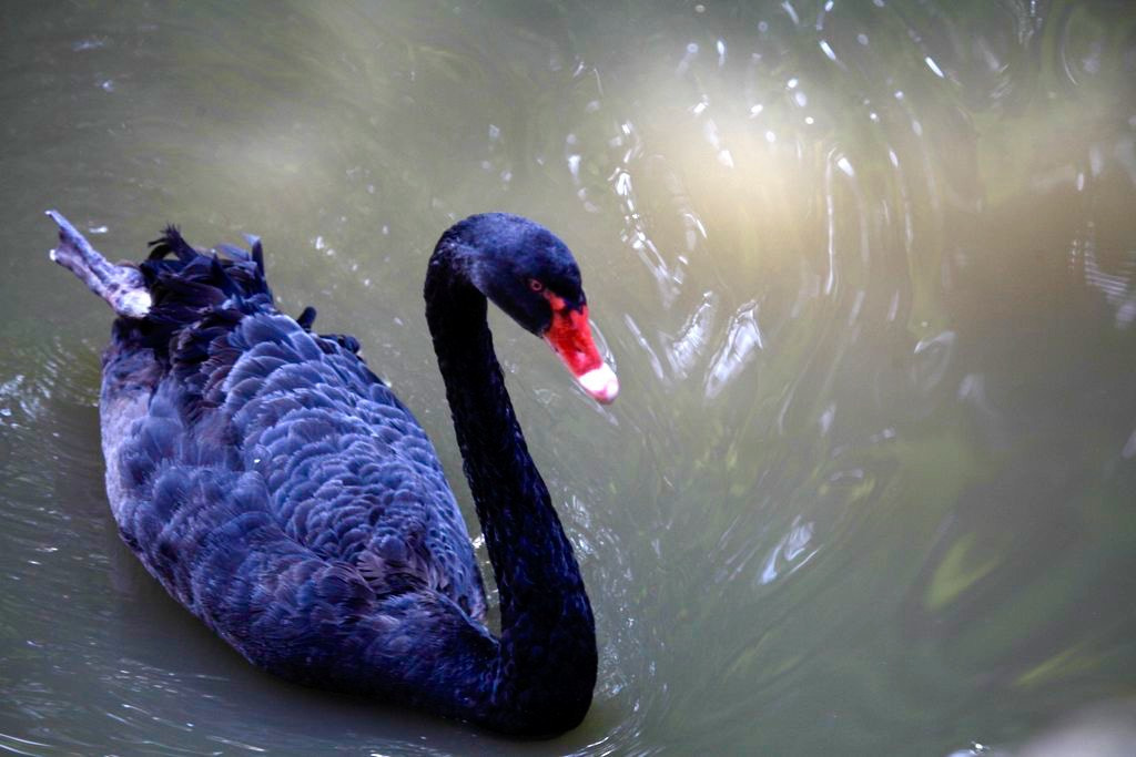 Canon EF 100-400mm F4.5-5.6L IS USM sample photo