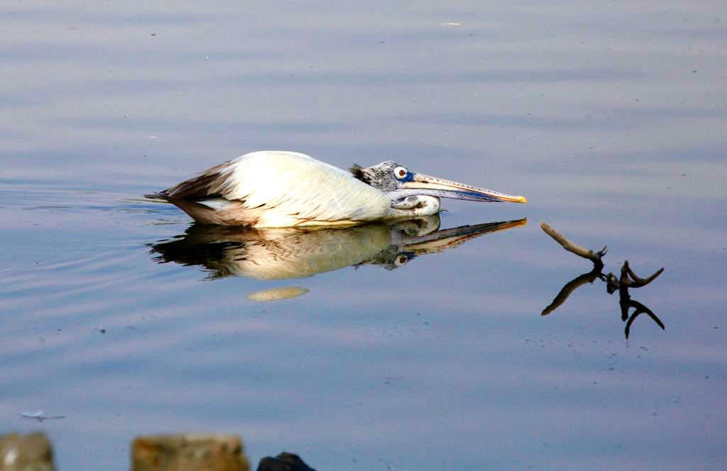 Canon EF 100-400mm F4.5-5.6L IS USM sample photo