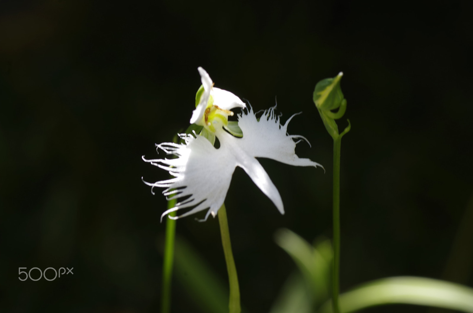 Pentax K-30 sample photo. Fringed orchid photography