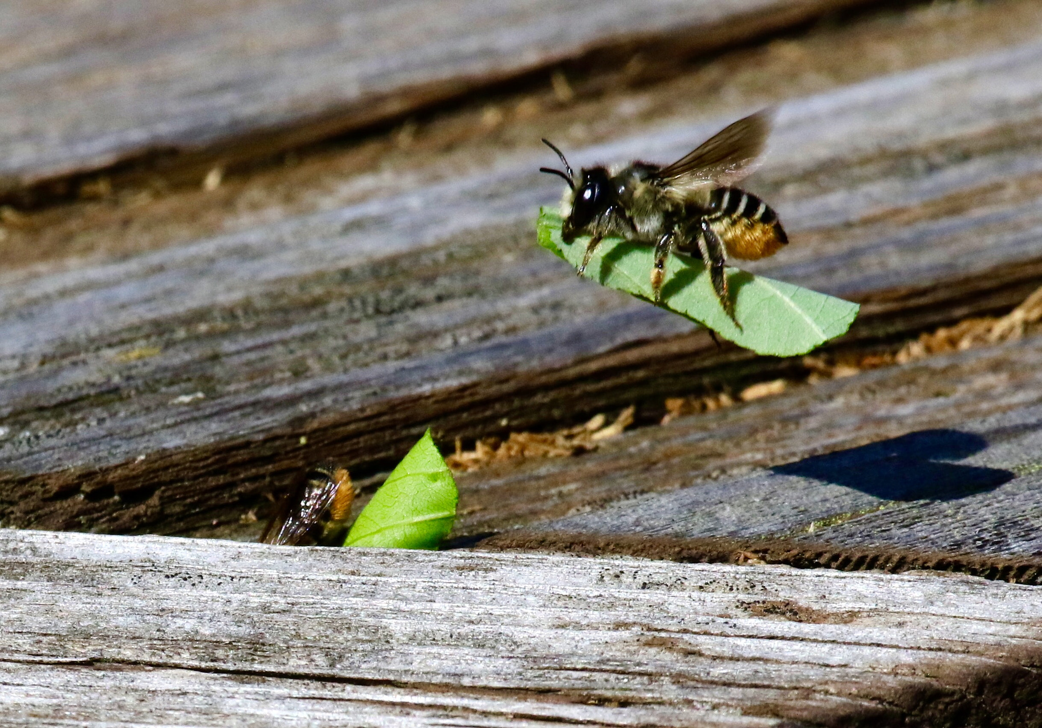 Canon EOS 7D Mark II + Canon EF 100-400mm F4.5-5.6L IS USM sample photo. Leafcutter bee photography