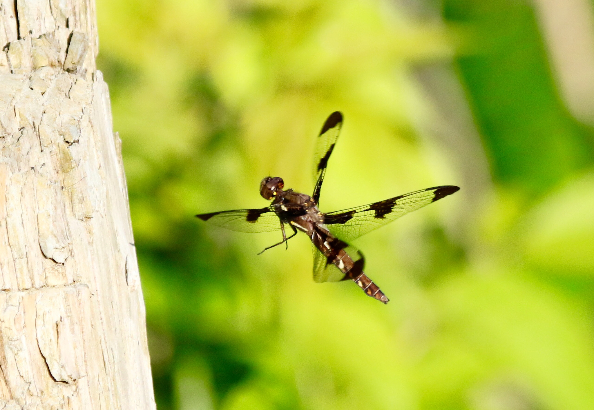 Canon EOS 7D Mark II + Canon EF 100-400mm F4.5-5.6L IS USM sample photo. Flying dragonfly photography